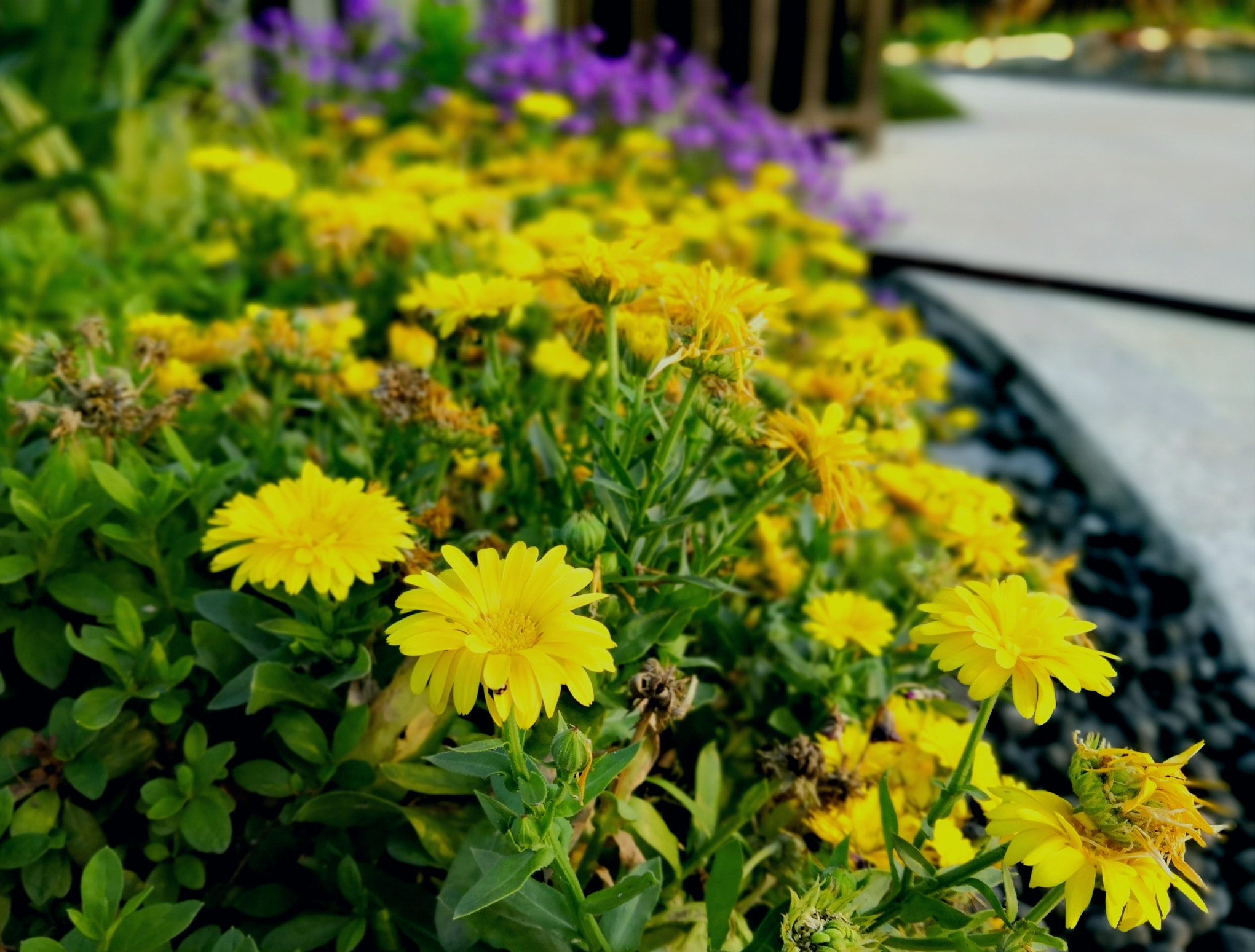 HUAWEI Honor 10 sample photo. Yellow followers photography