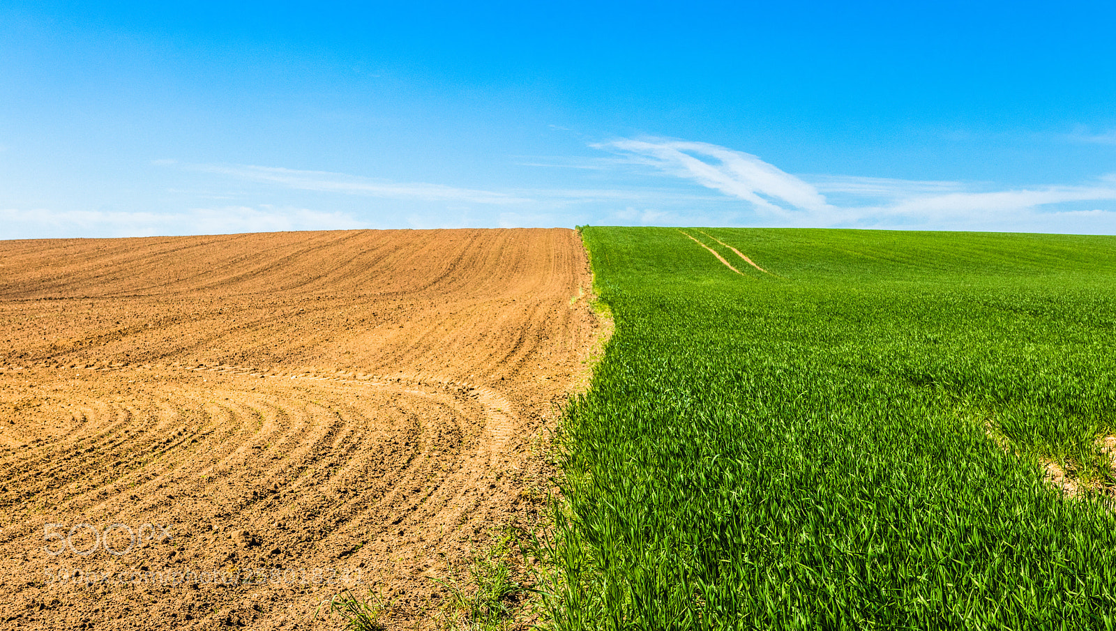 Canon EOS 80D sample photo. Treated cereal field-green-rye and photography