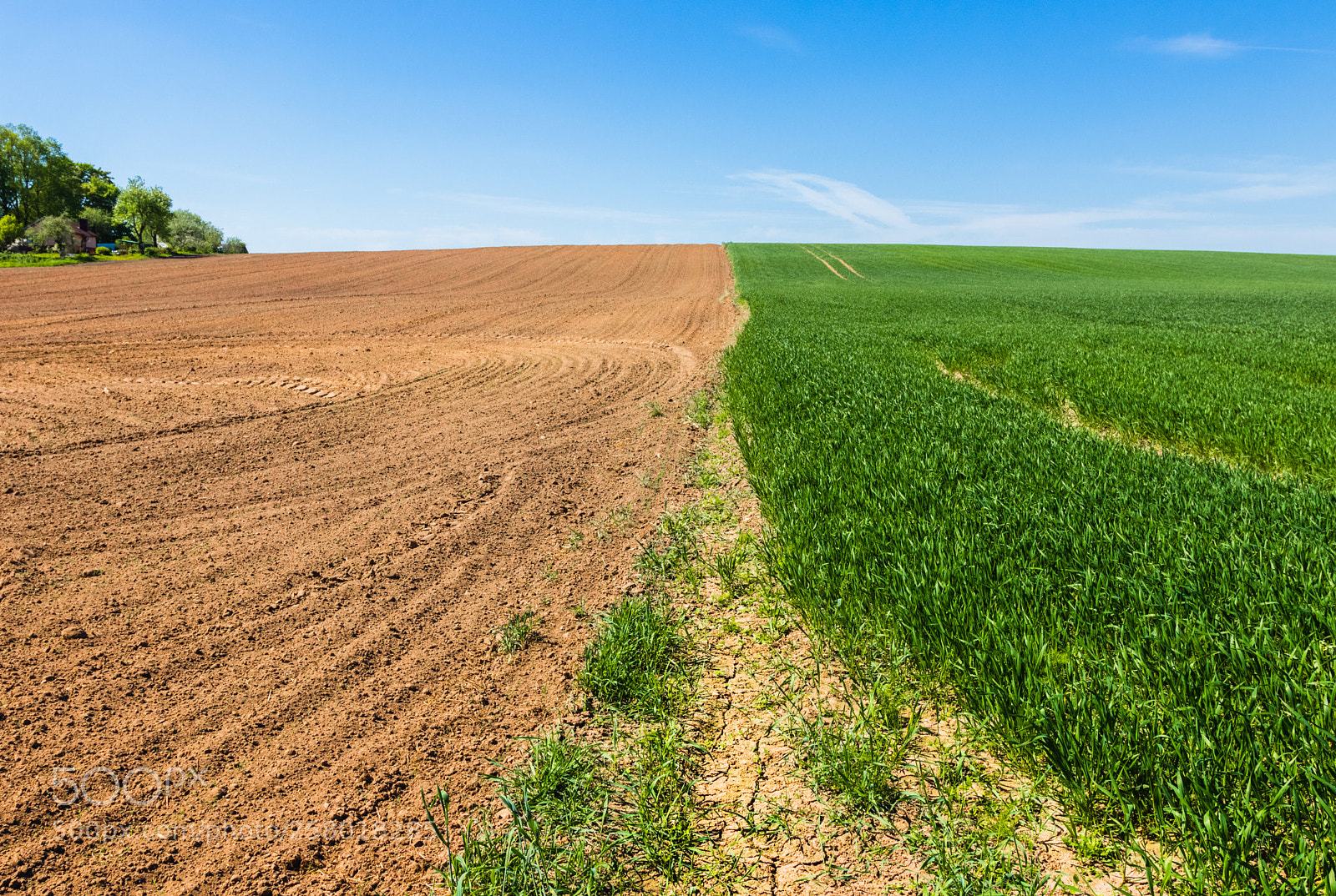 Canon EOS 80D sample photo. Treated cereal field-green-rye and photography