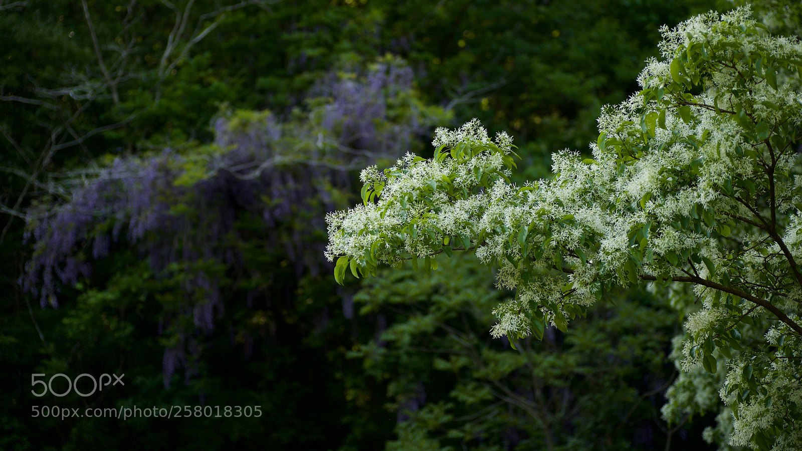 Nikon D610 sample photo. Natural duet photography