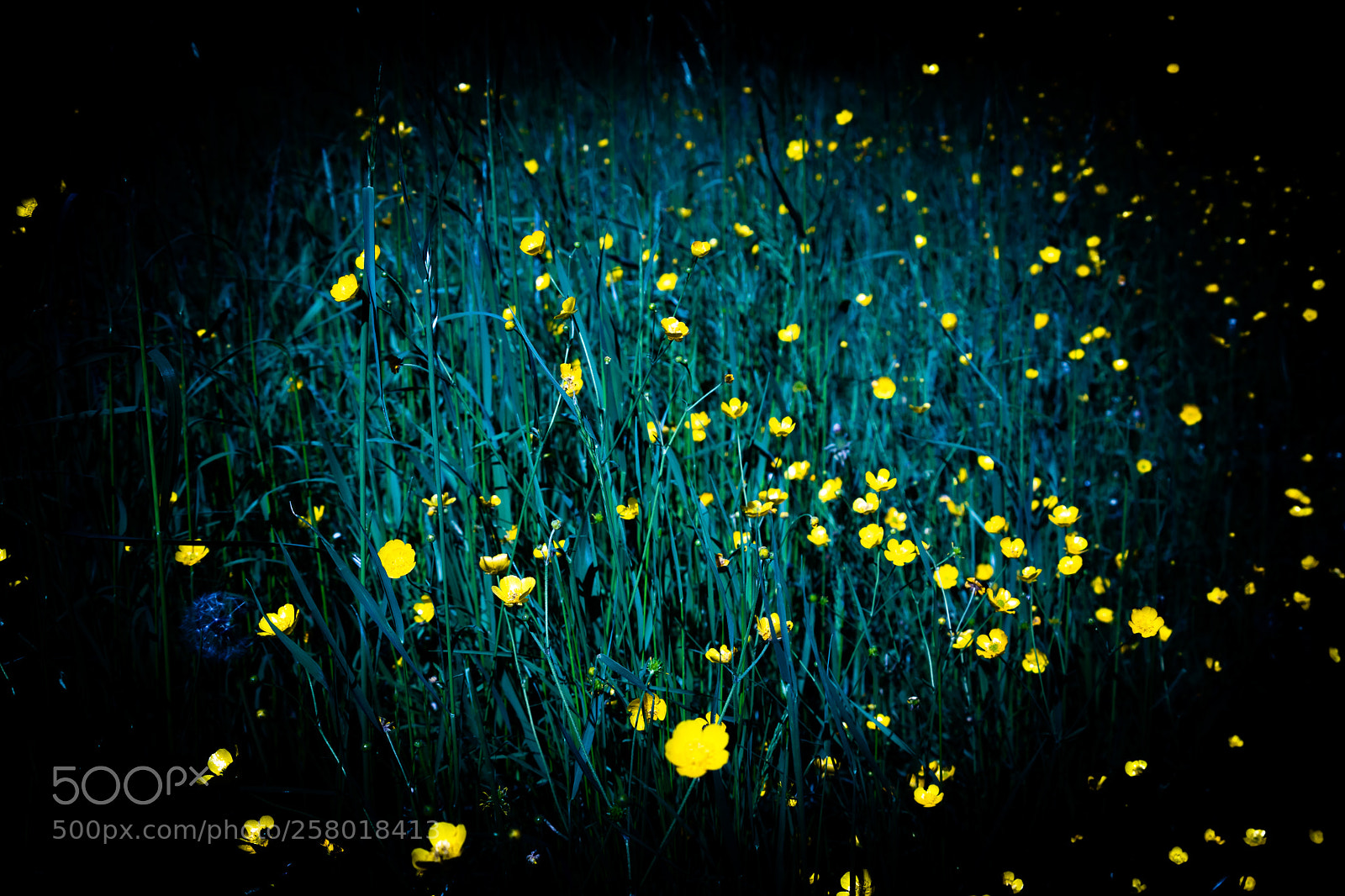 Canon EOS 80D sample photo. Sparkling yellow photography