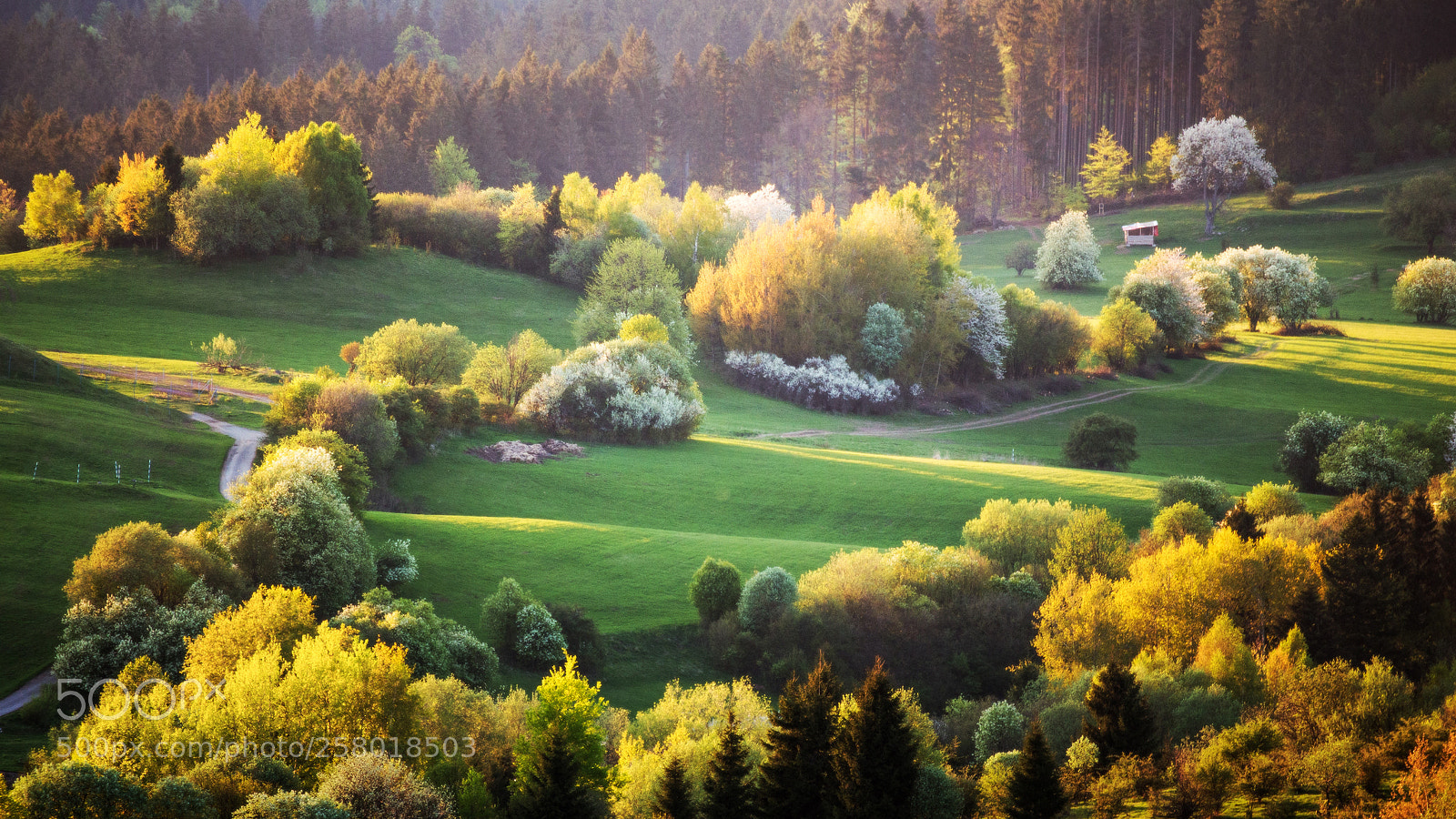 Canon EOS 6D sample photo. -gold in the country- photography