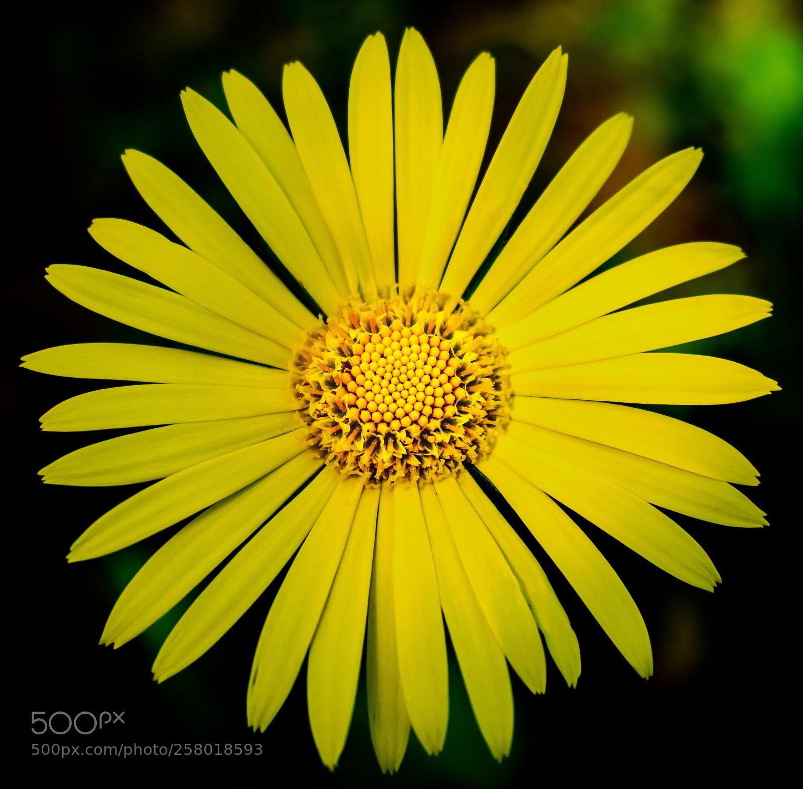 Nikon D5300 sample photo. Spring flower photography
