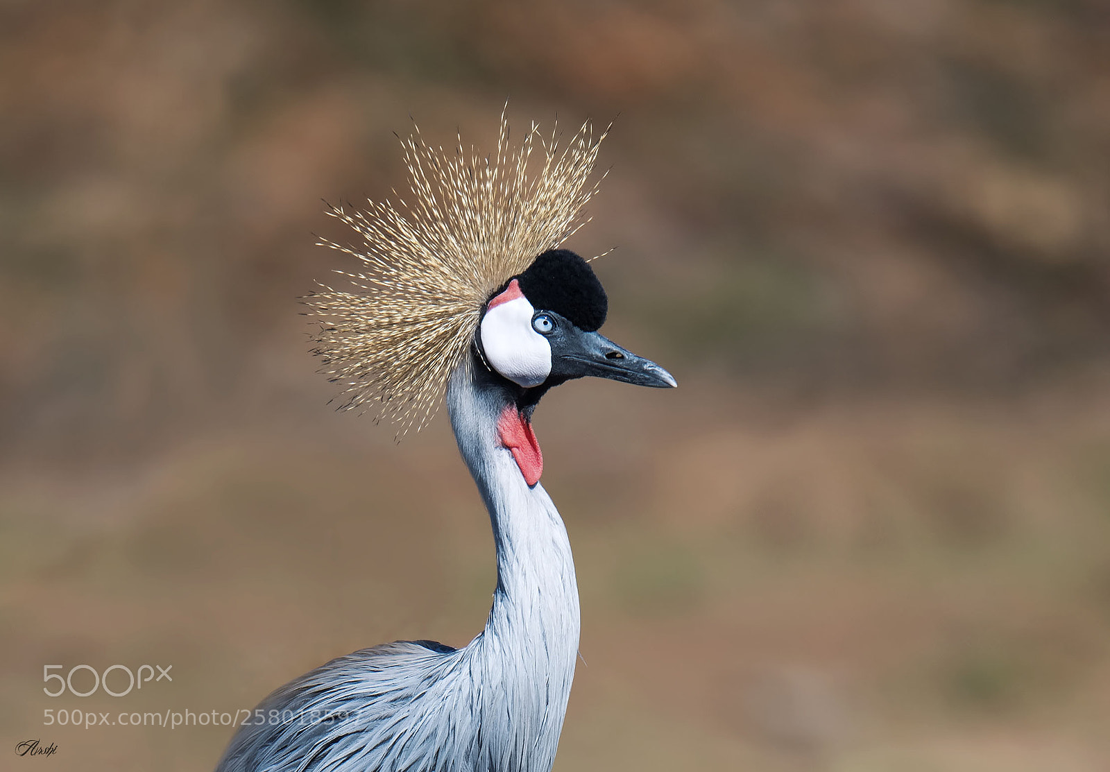 Nikon D5 sample photo. Grey crowned crane... photography