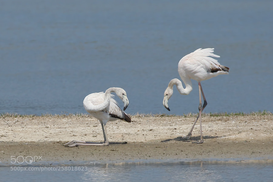 Canon EOS 7D Mark II sample photo. Flamingo photography