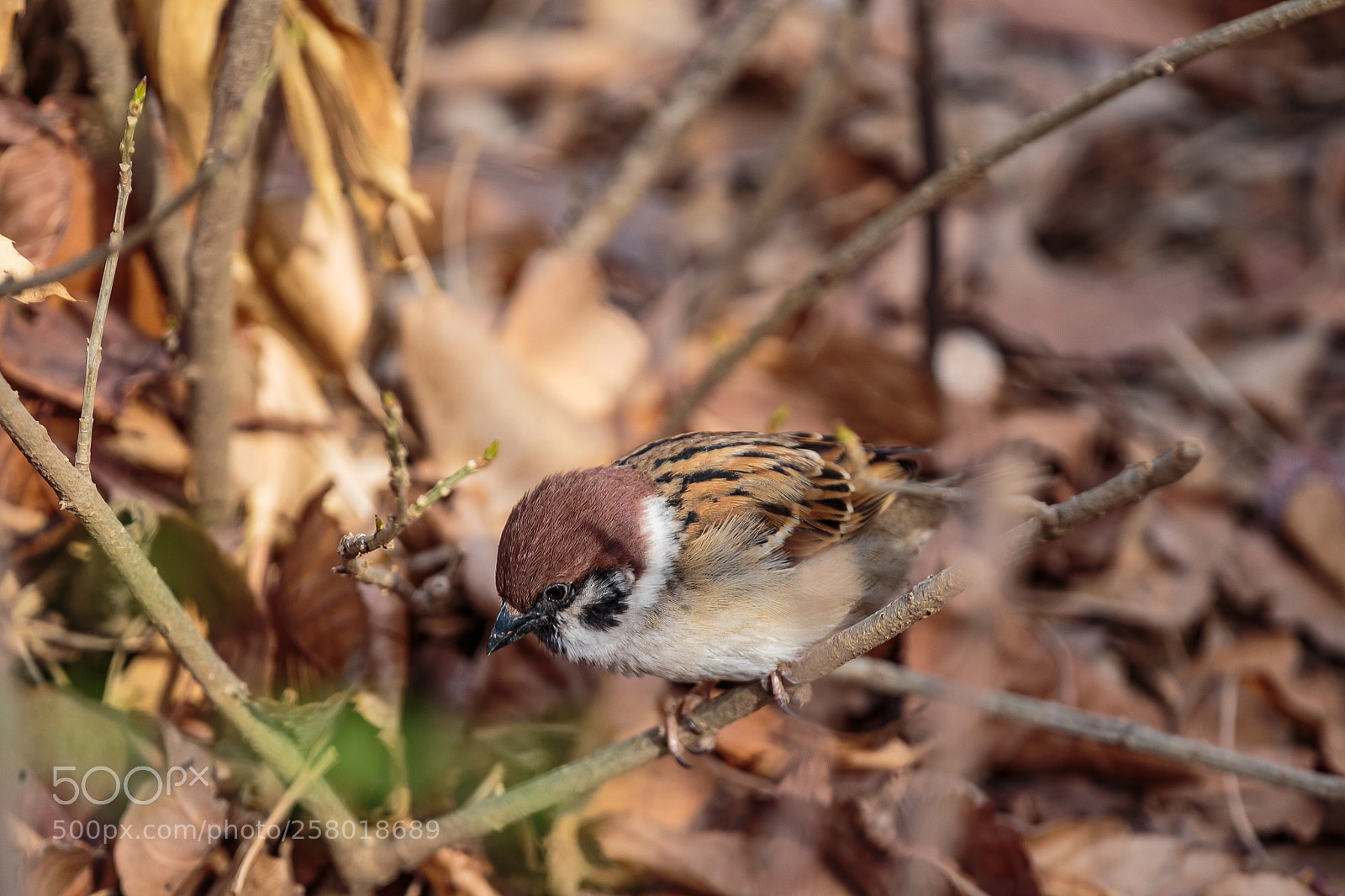 Canon EOS 6D sample photo. A sparrow in the photography