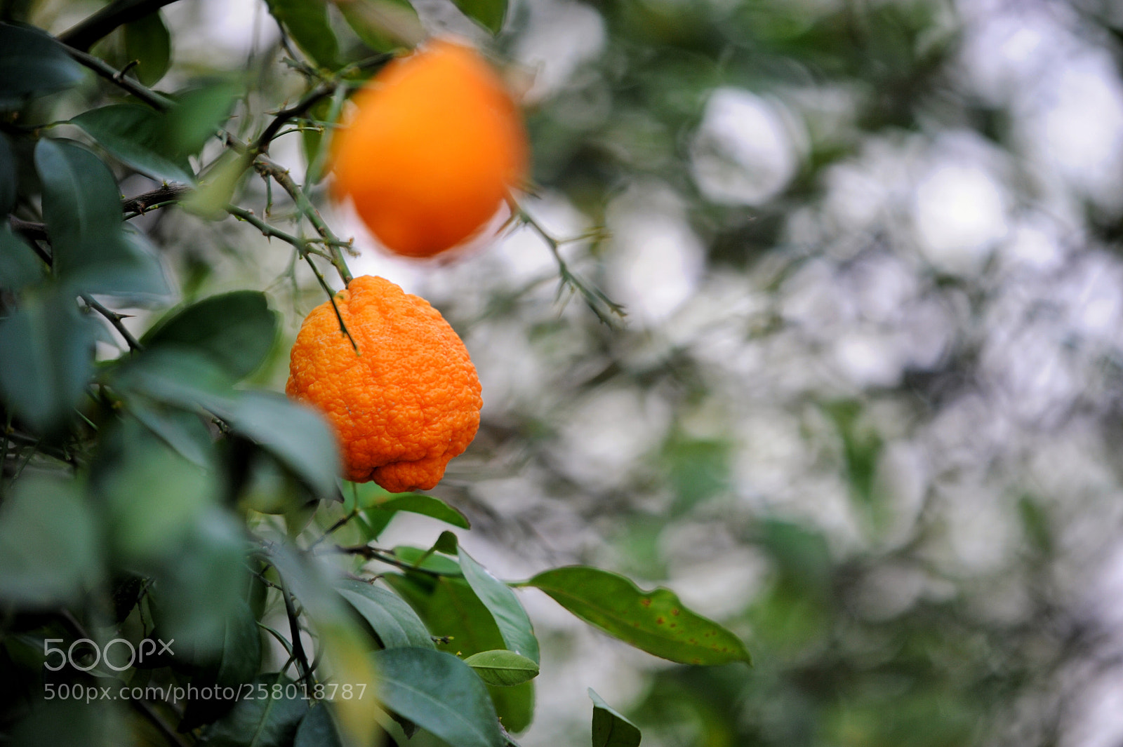 Nikon D700 sample photo. Oranges... not for eating photography