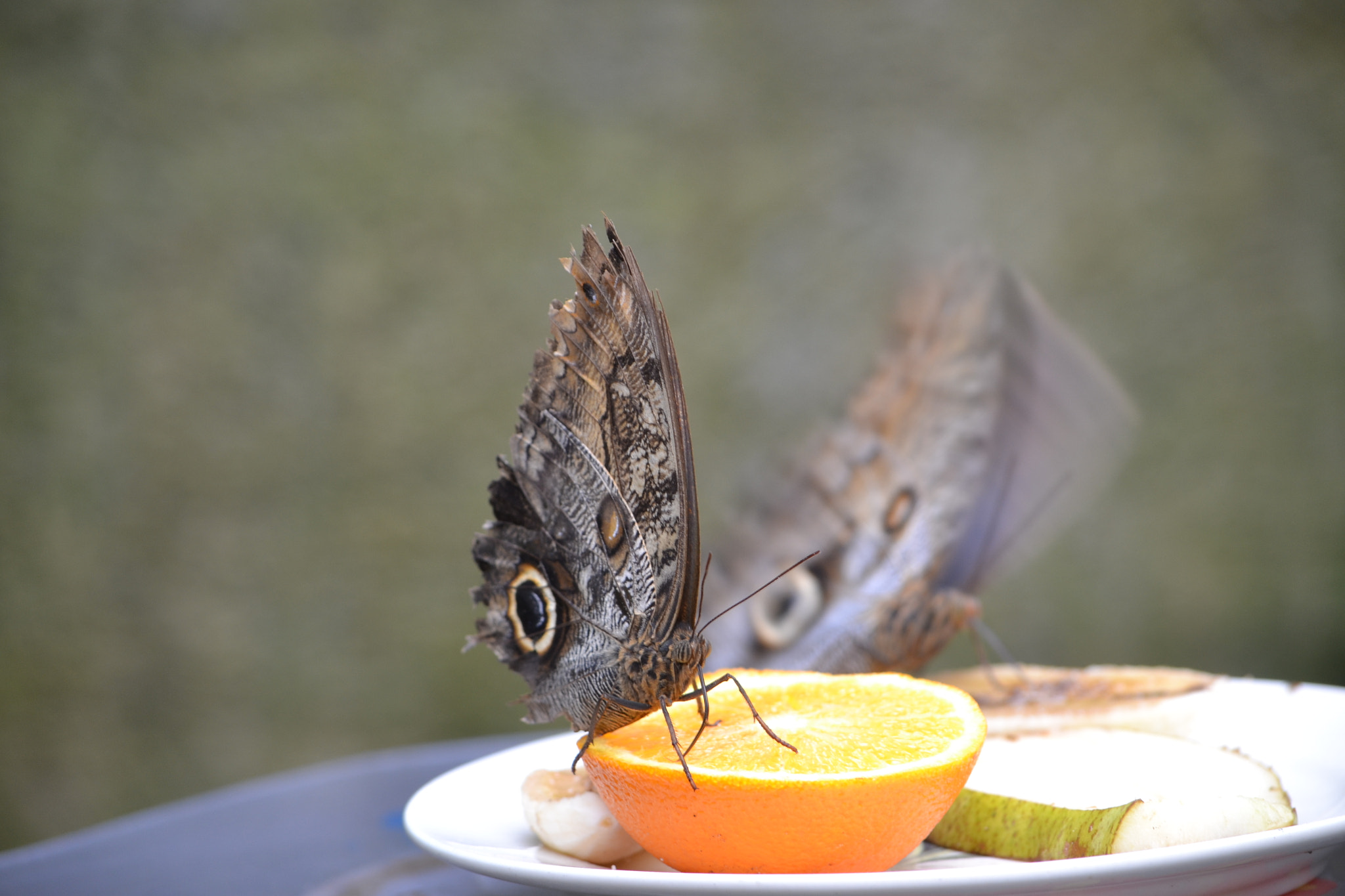Nikon D3100 sample photo. Butterfly and orange photography