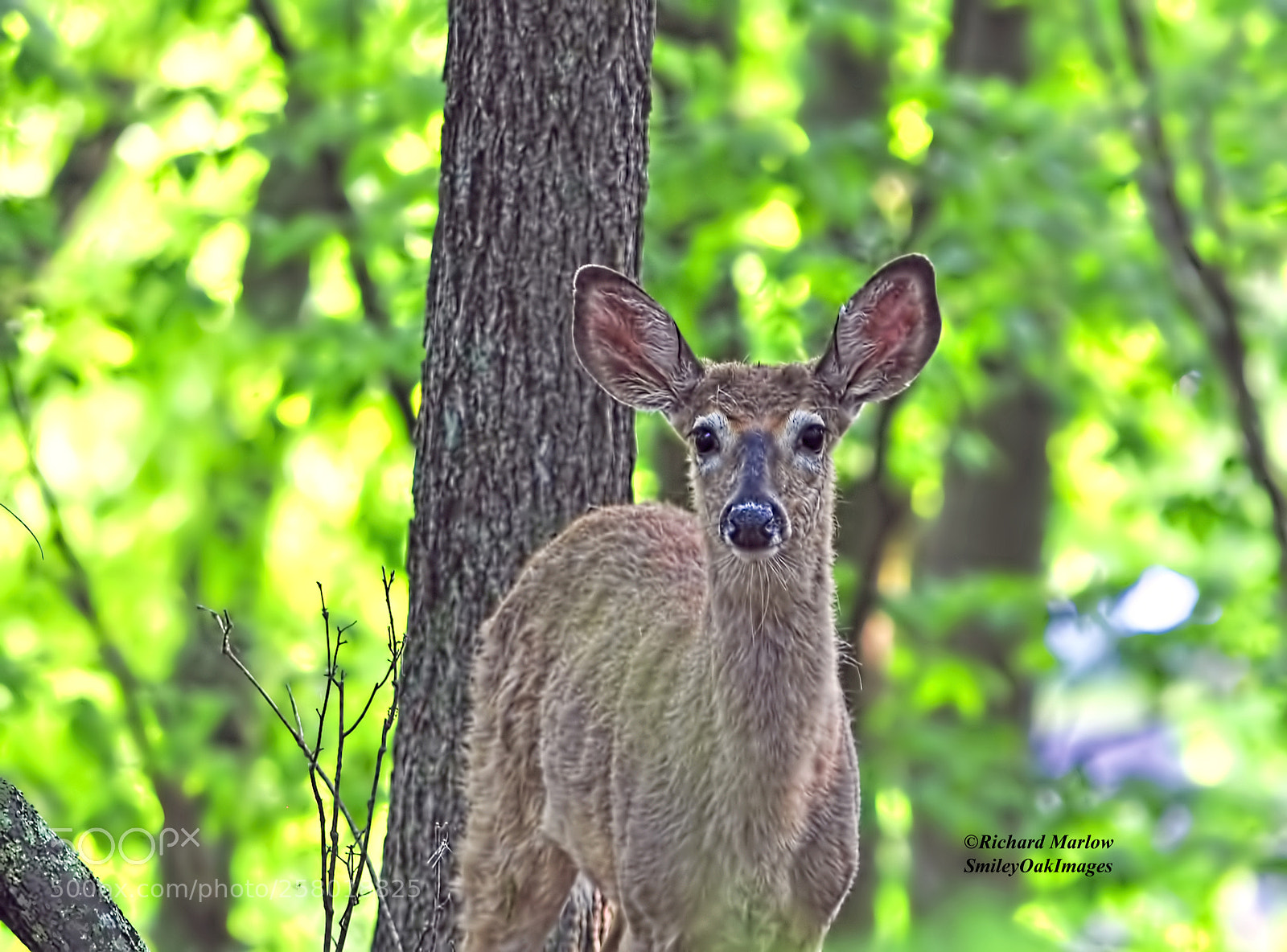Nikon D5000 sample photo. White tail deer photography