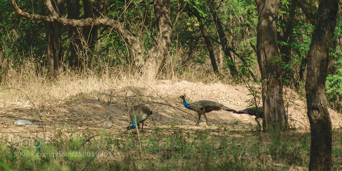 Nikon D5300 sample photo. Beauty in the jungle photography