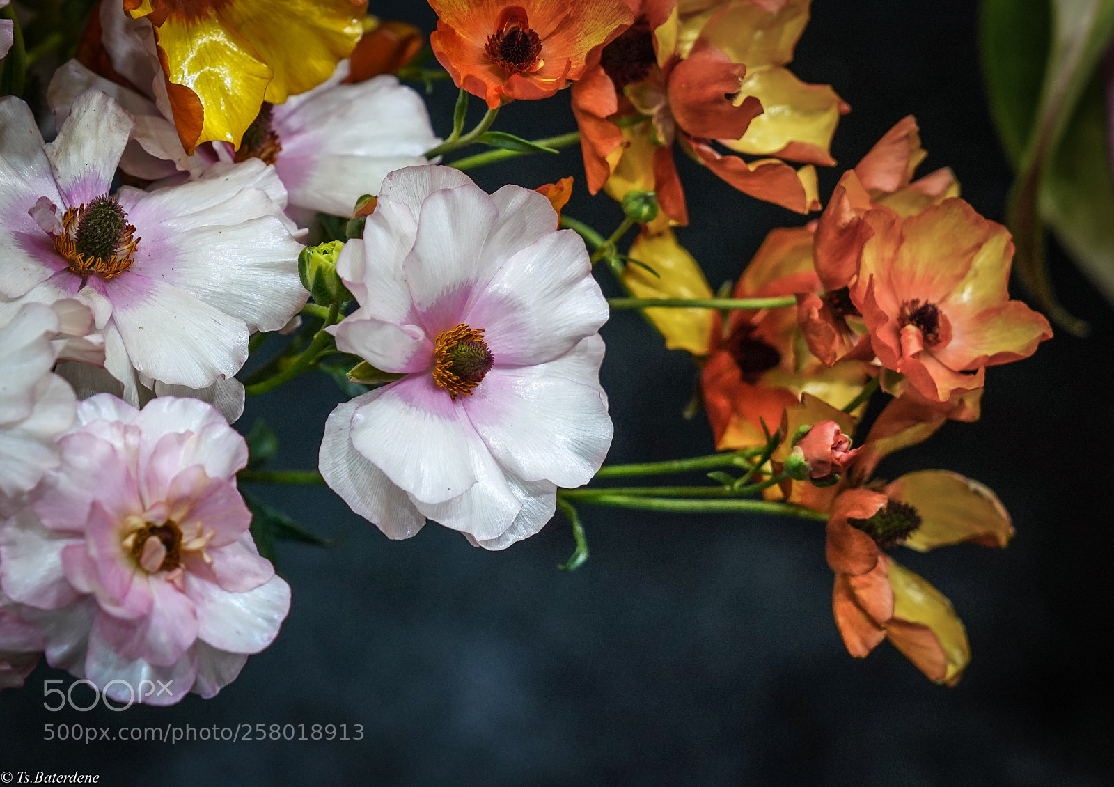 Sony a7R III sample photo. Untitled photography