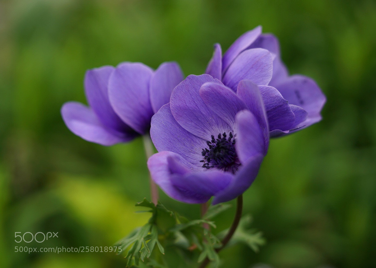 Sony a7R III sample photo. Purple photography