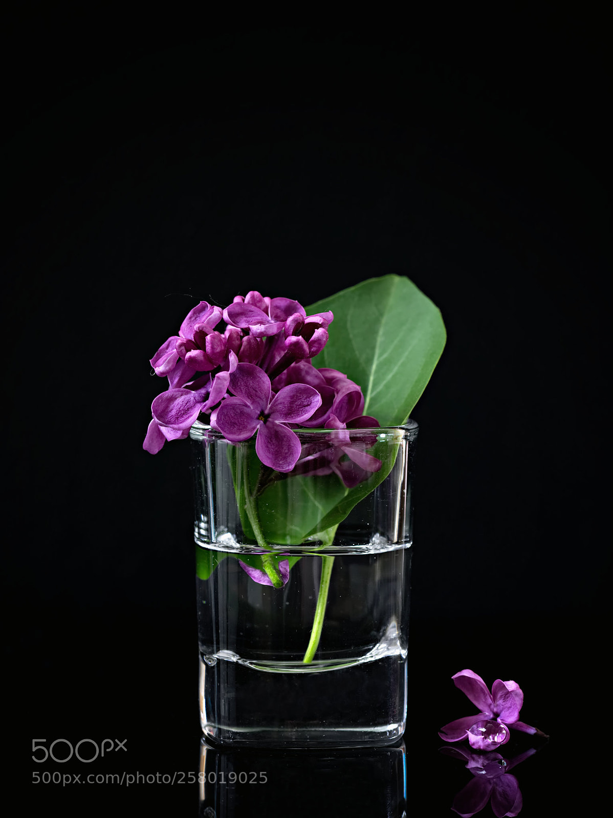 Canon EOS 750D (EOS Rebel T6i / EOS Kiss X8i) sample photo. Flieder photography