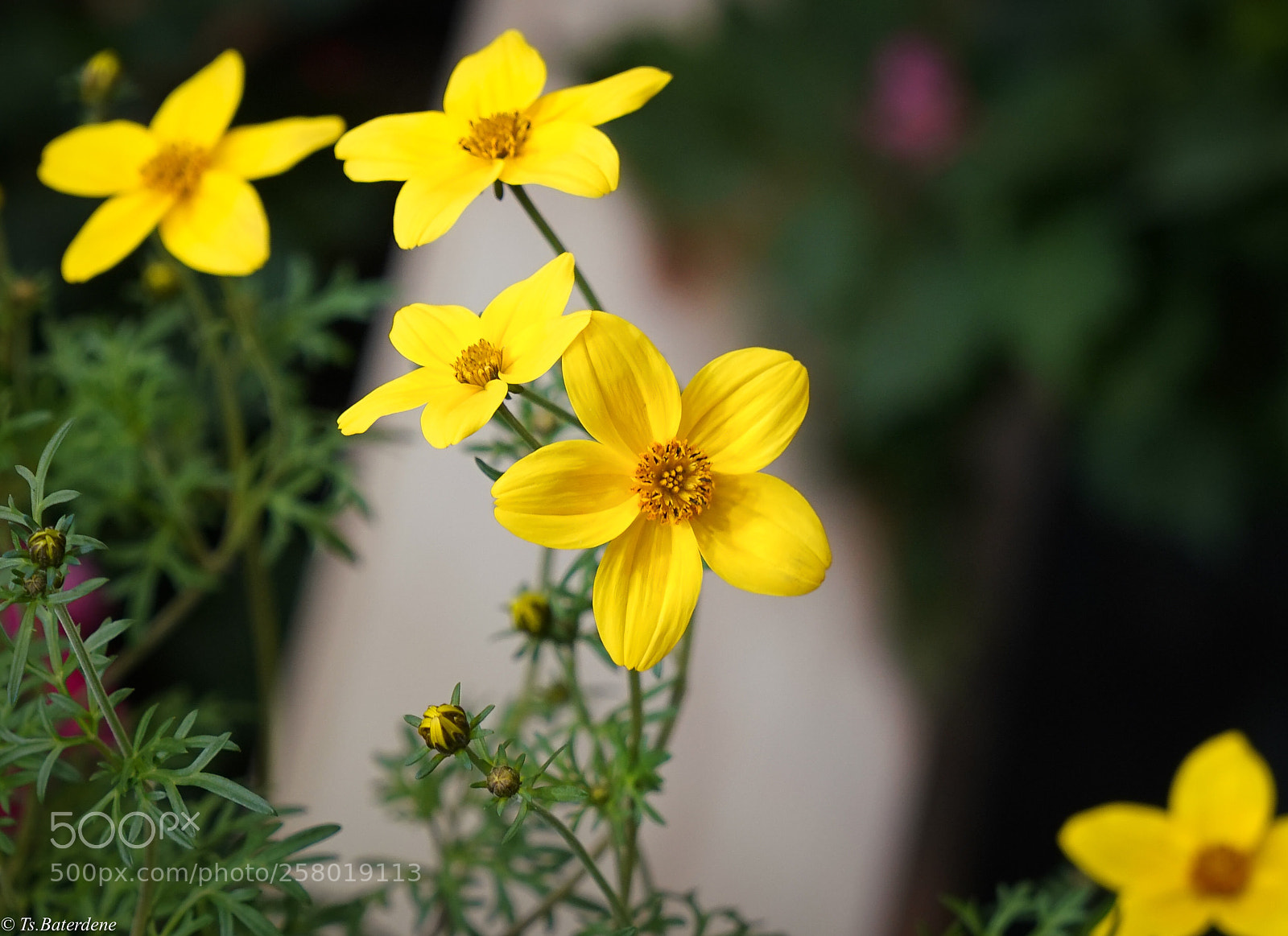 Sony a7R III sample photo. Little beauty photography