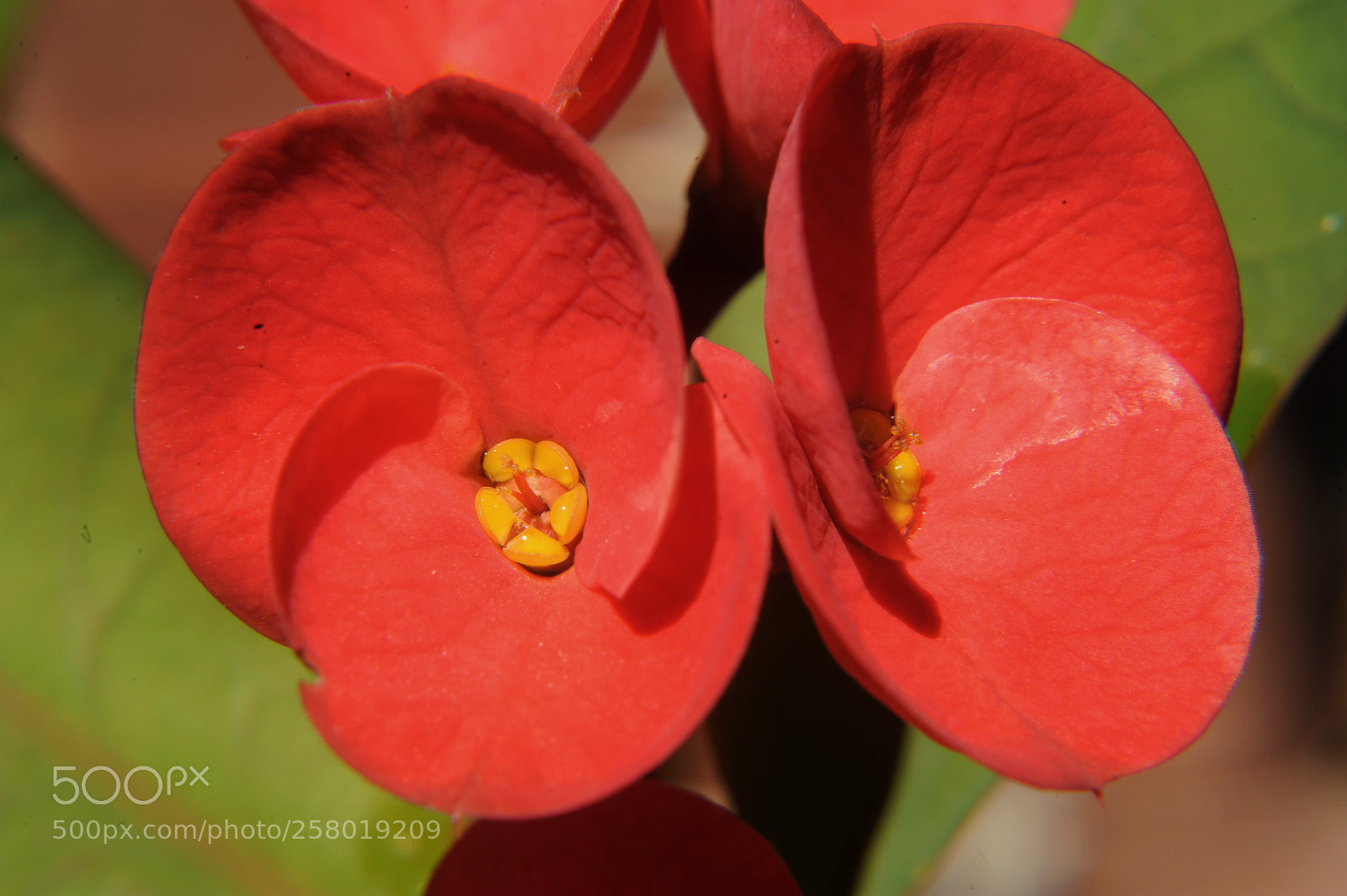 Nikon D700 sample photo. Euphorbia red flower photography