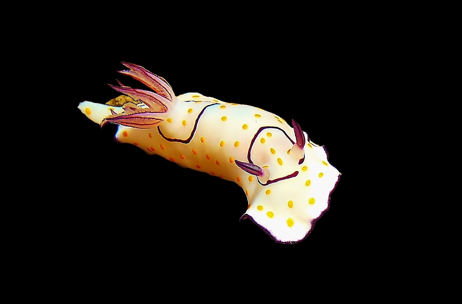 Leica D-LUX 5 sample photo. Chromodoris annulata photography