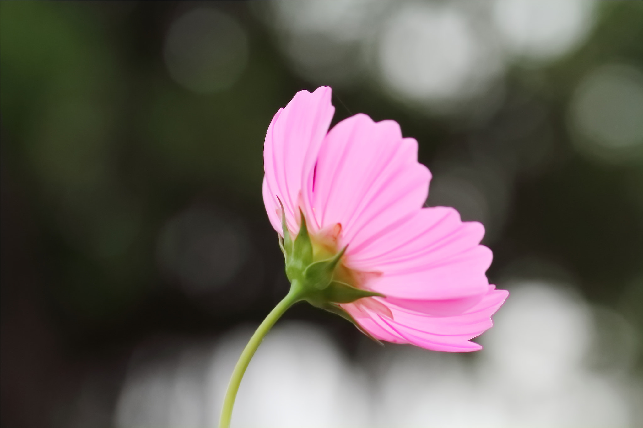 Canon EF 100mm F2.8L Macro IS USM sample photo. 大波斯菊 photography