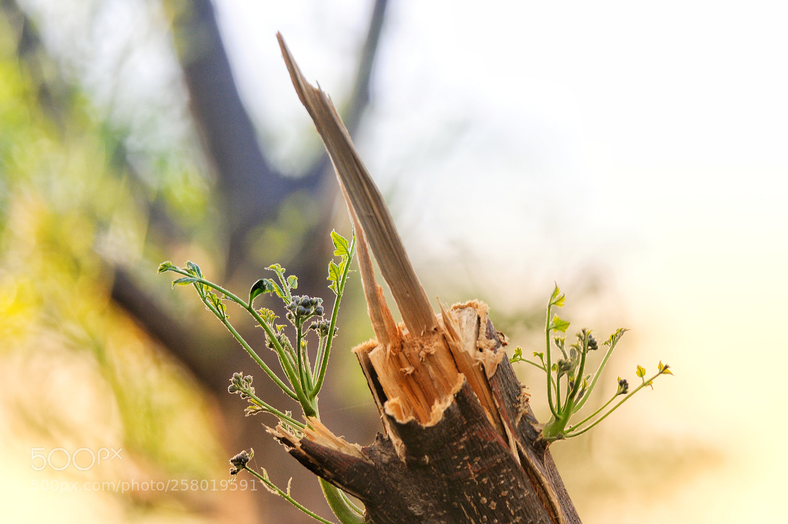 Nikon D300 sample photo. A new start photography