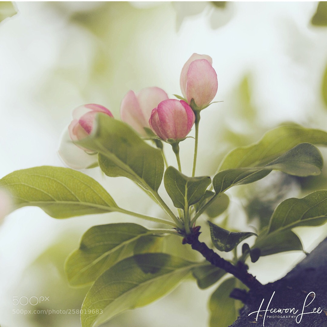 Canon EOS 6D sample photo. ρℓєαѕαит  photography