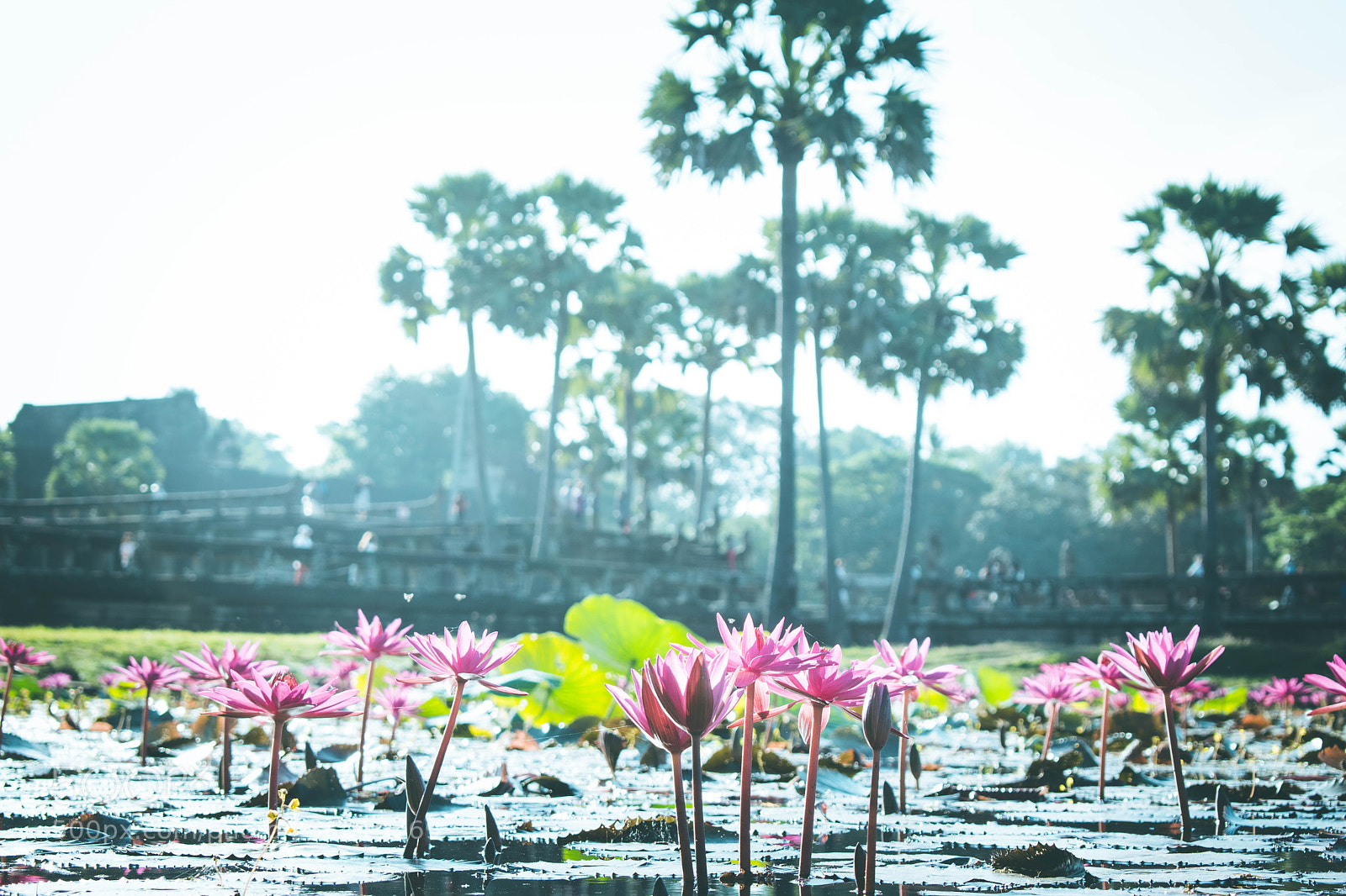 Nikon D5500 sample photo. Born to be beautiful photography