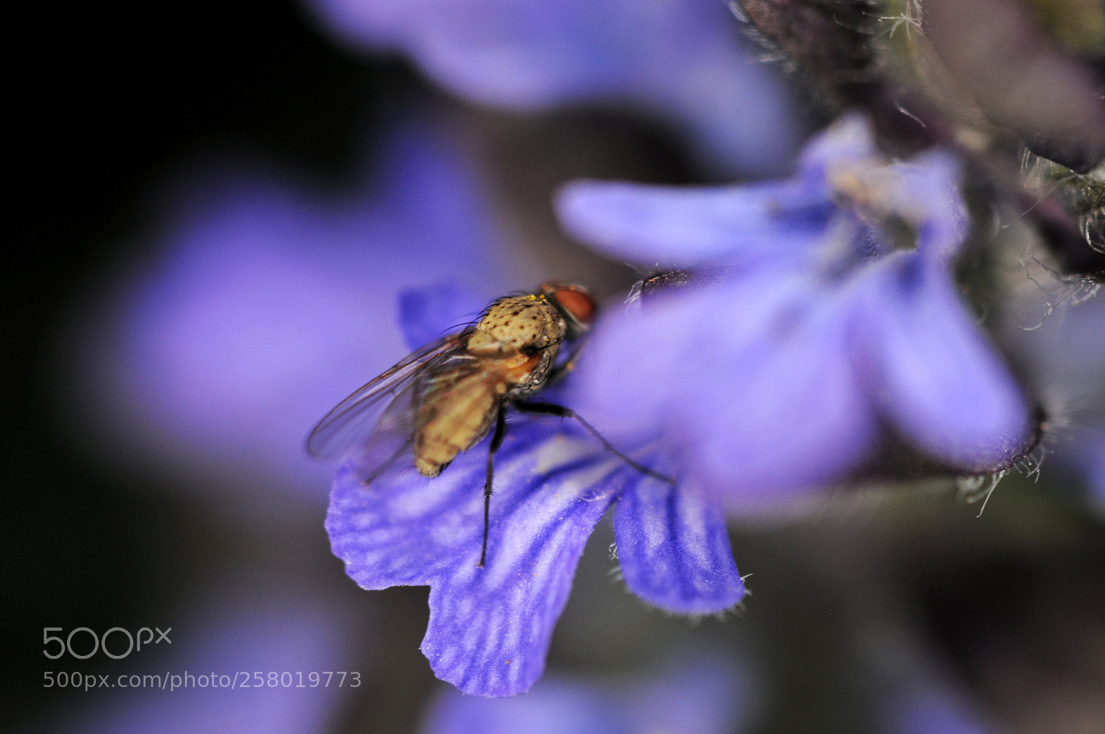 Nikon D300 sample photo. Fly on purple flower photography
