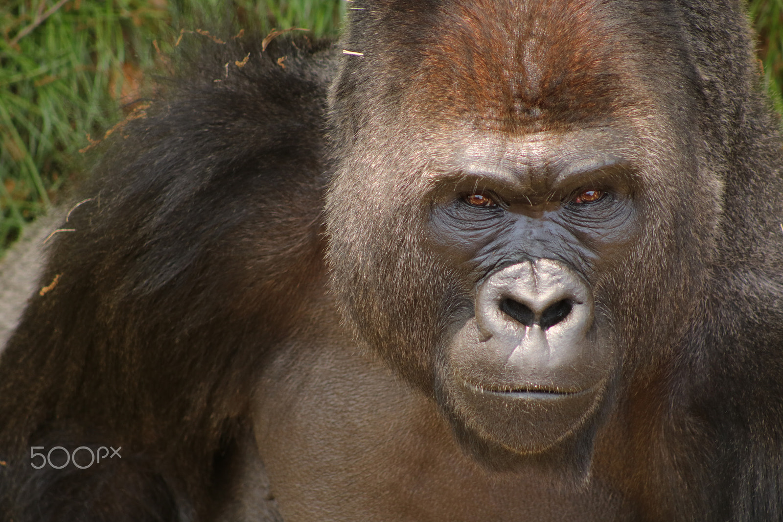 Canon EF 75-300mm f/4-5.6 USM sample photo. Gorilla 9879 photography