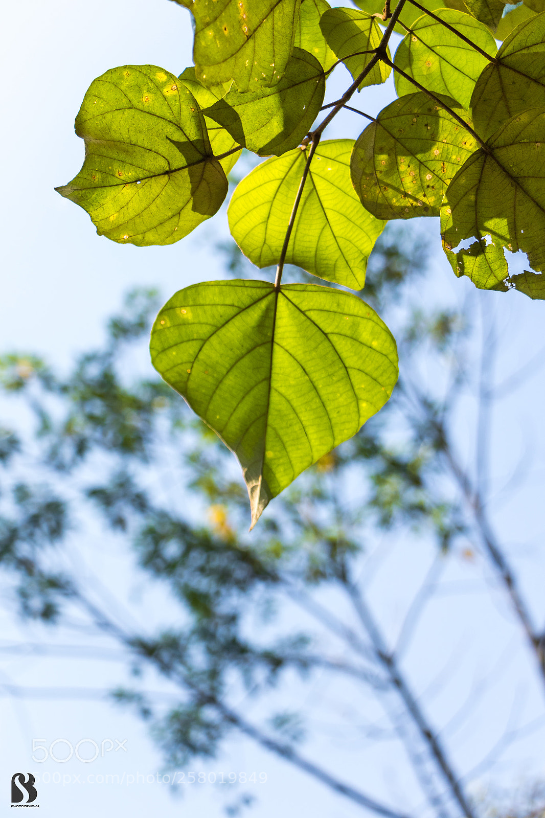 Canon EOS 7D Mark II sample photo. Leaves photography
