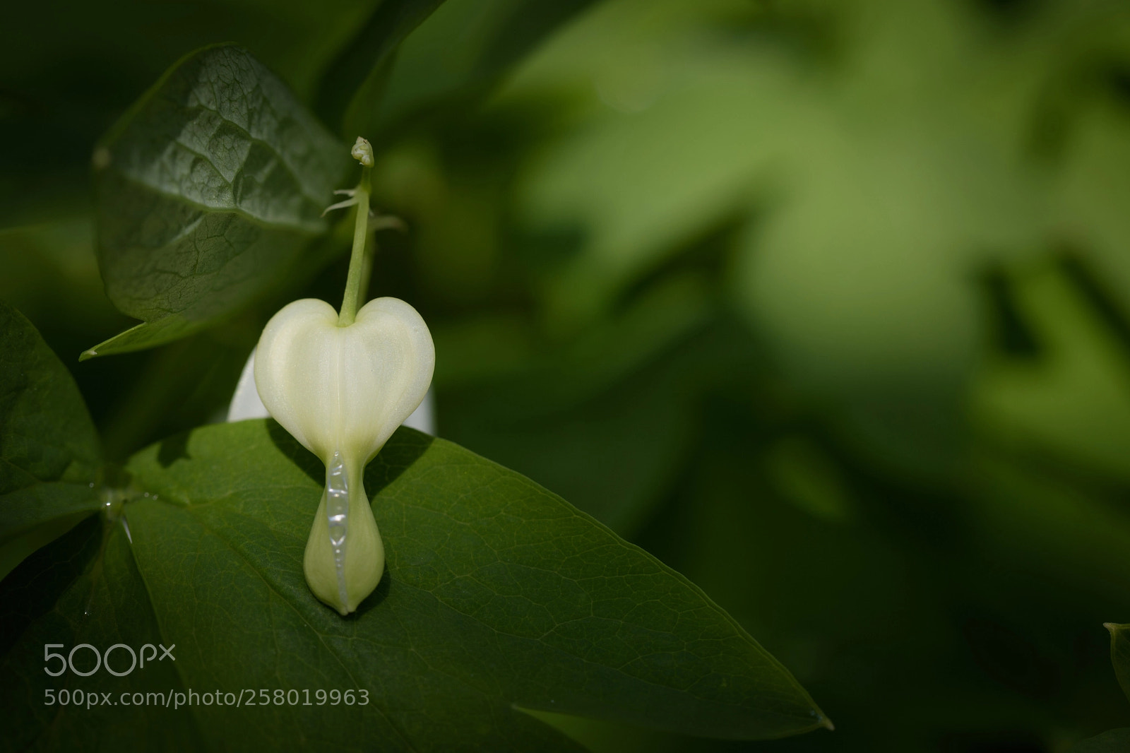 Nikon D5500 sample photo. Love isn't always on photography