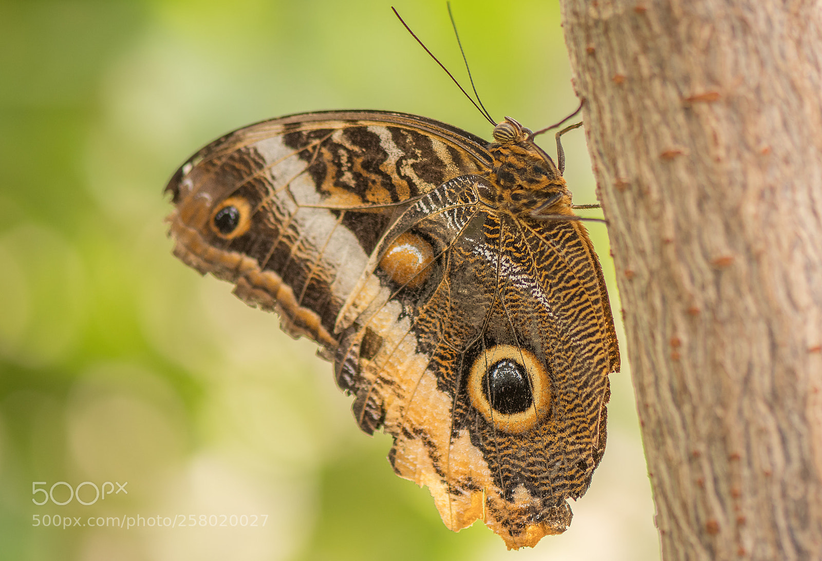 Nikon D500 sample photo. Magnificent owl butterfly photography