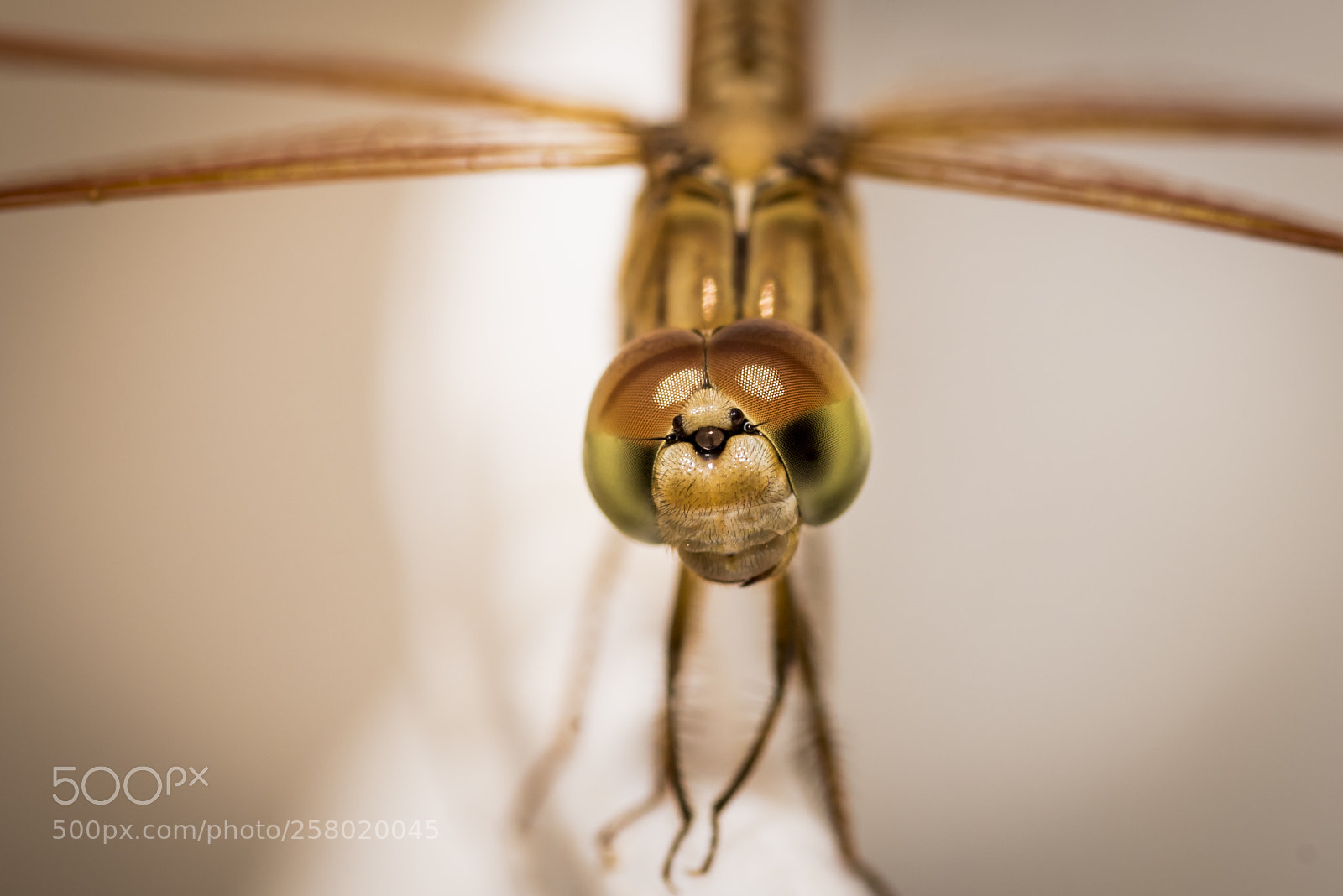 Nikon D750 sample photo. Dragonfly - front view photography