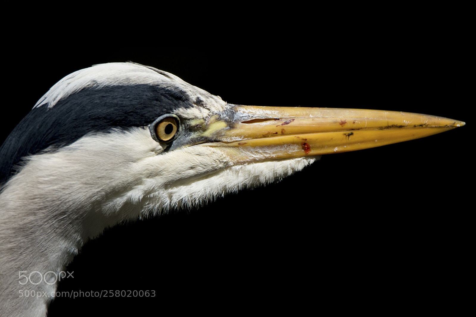 Nikon D500 sample photo. Heron extreme close up photography