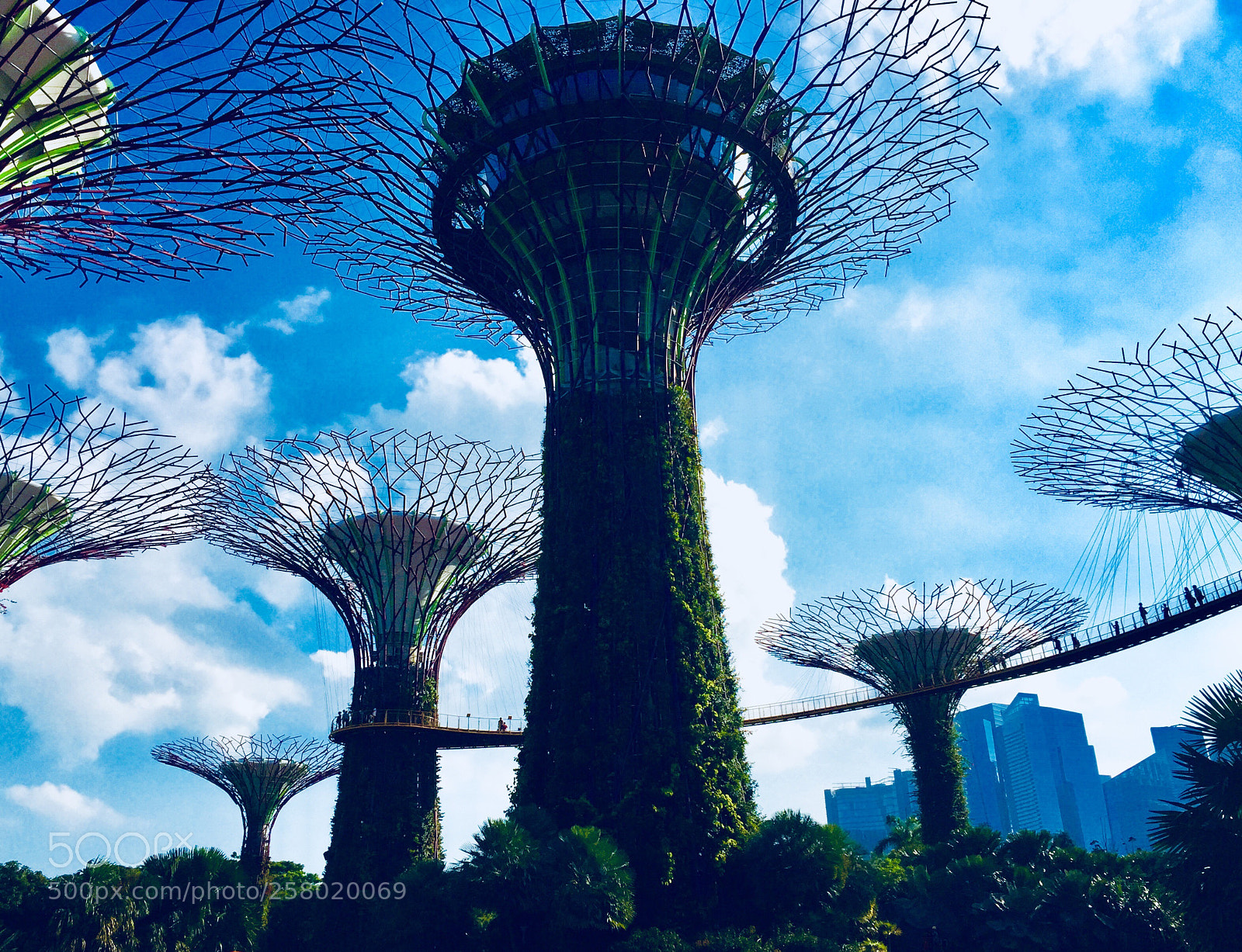 Apple iPhone 6 Plus sample photo. The trees, gardens by photography