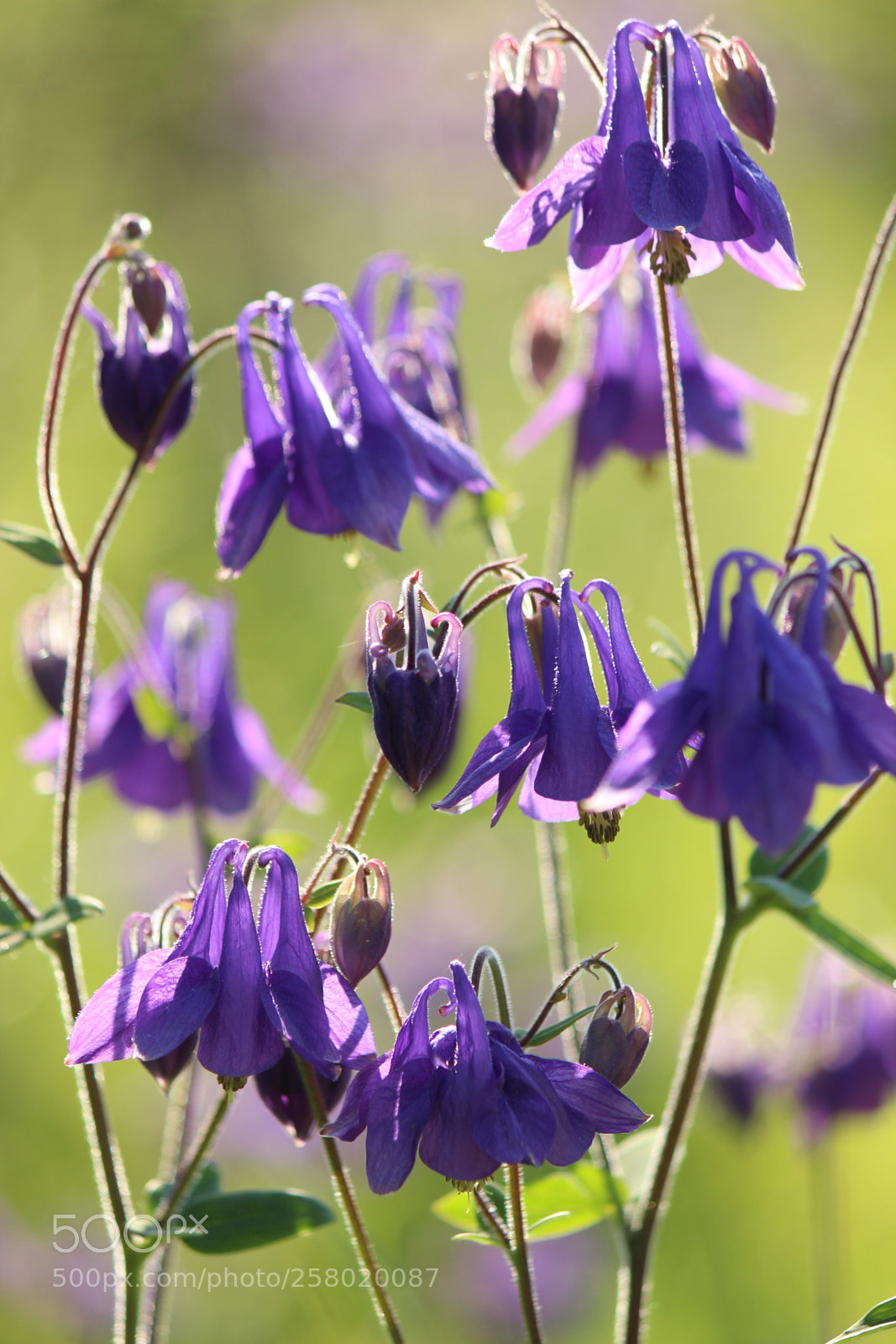 Canon EOS 600D (Rebel EOS T3i / EOS Kiss X5) sample photo. Wild flowers photography