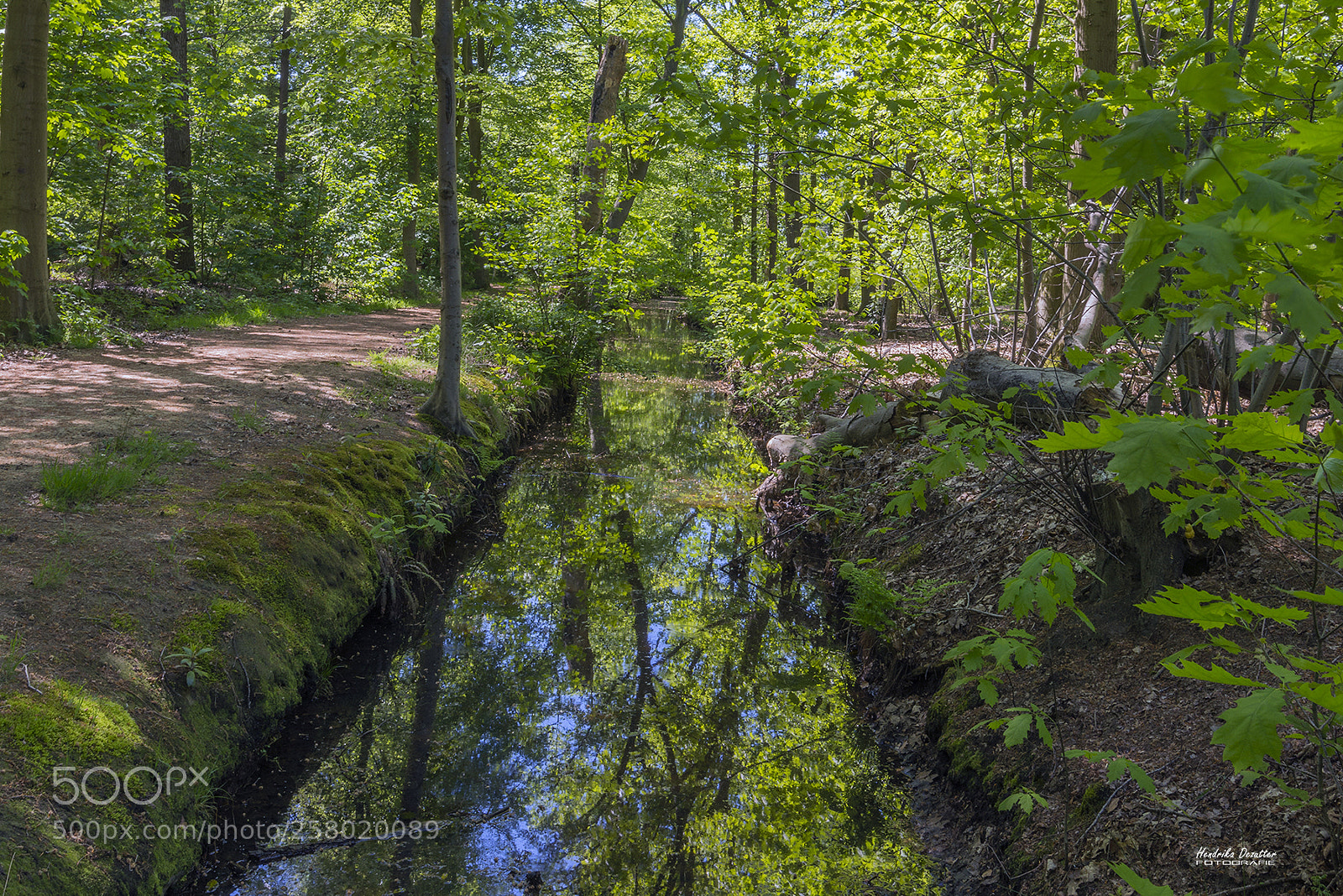 Nikon D800 sample photo. Walk in the ryckevelde photography