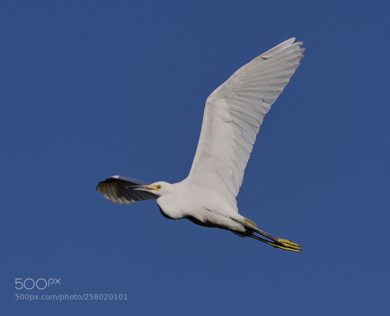 Canon EOS-1D X Mark II sample photo. 05-15-18-0017578.jpg photography