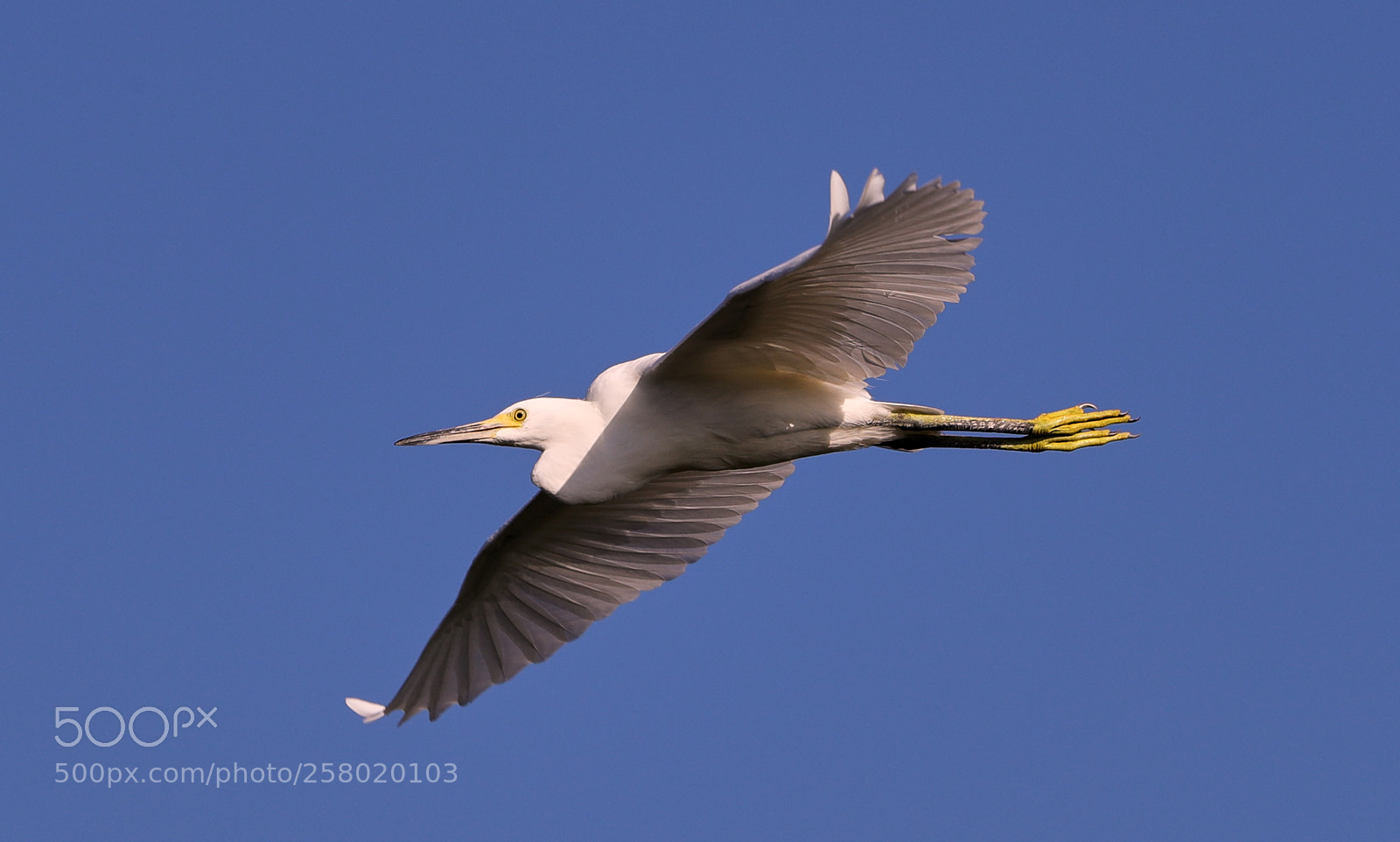 Canon EOS-1D X Mark II sample photo. 05-15-18-0017577.jpg photography