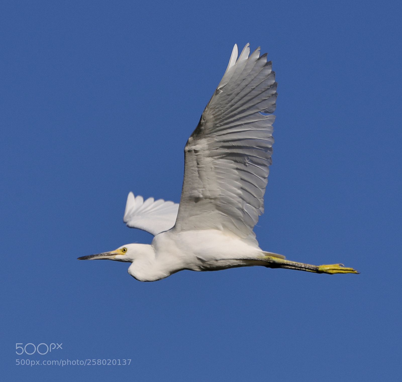 Canon EOS-1D X Mark II sample photo. 05-15-18-0017576.jpg photography