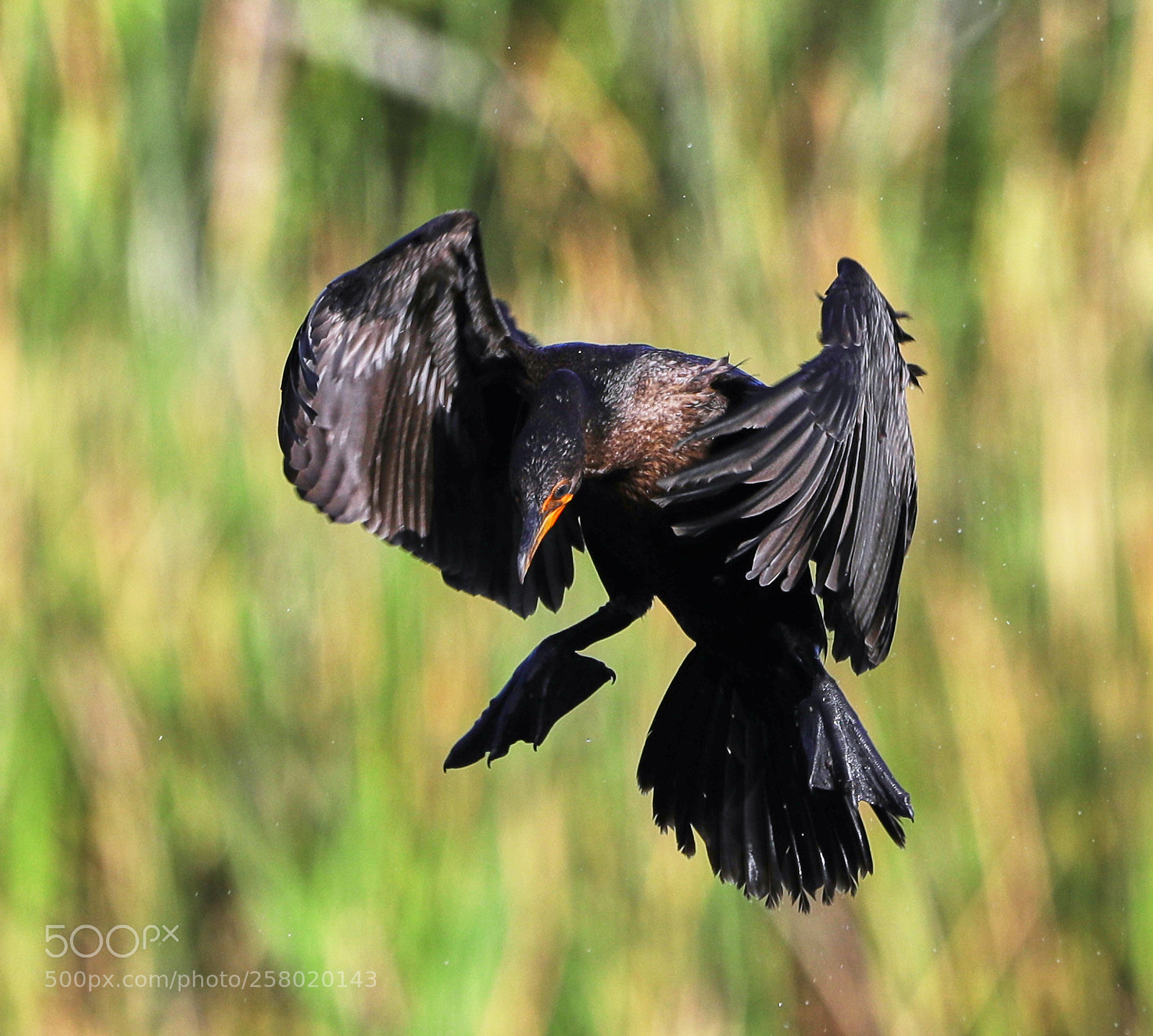 Canon EOS-1D X Mark II sample photo. 05-15-18-0017566.jpg photography