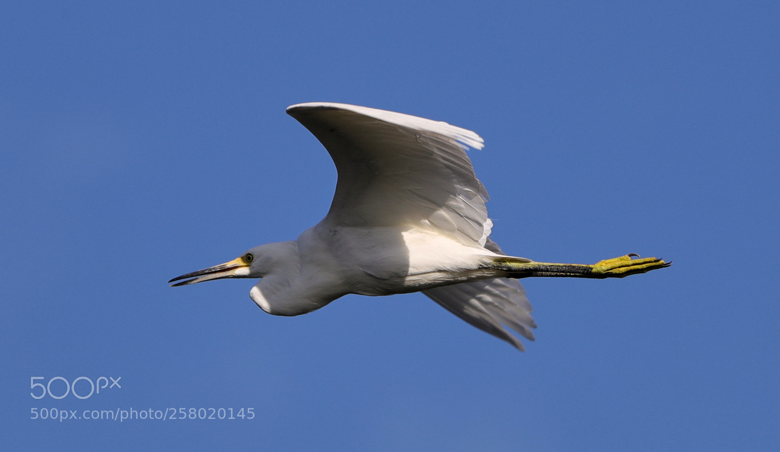 Canon EOS-1D X Mark II sample photo. 05-15-18-0017574.jpg photography