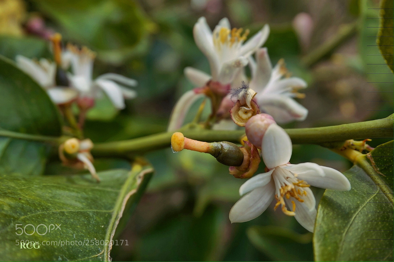 Sony Alpha a5000 (ILCE 5000) sample photo. Untitled photography