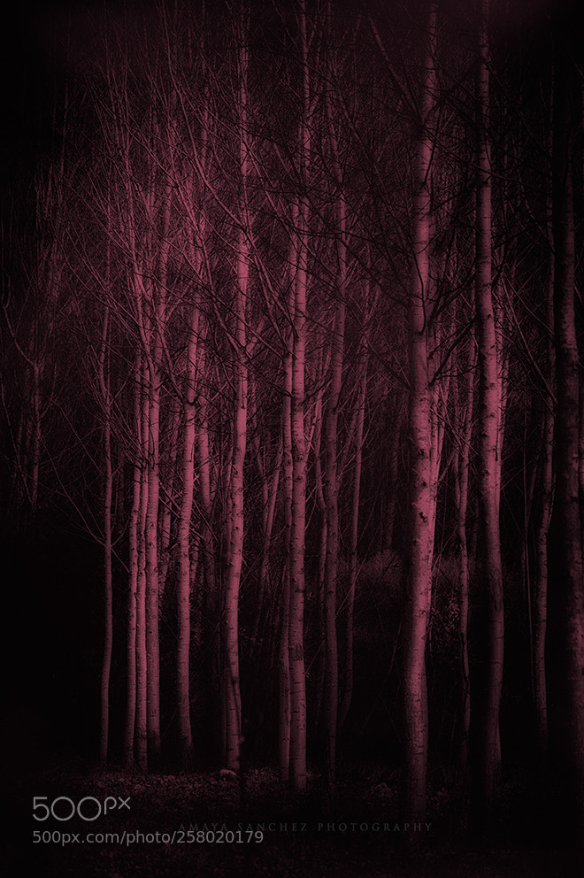 Nikon D3200 sample photo. "darkness..." photography