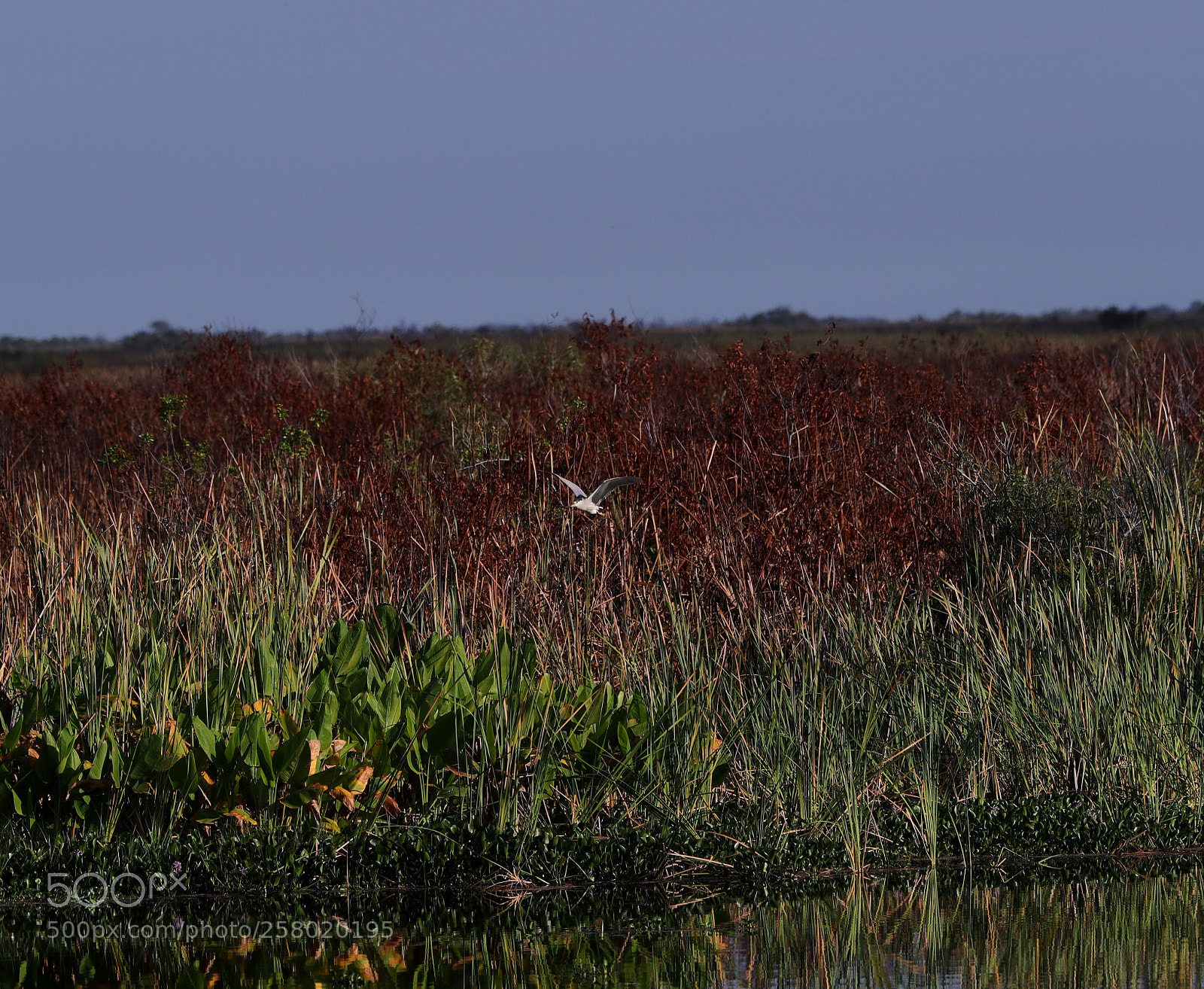 Canon EOS-1D X Mark II sample photo. 05-15-18-0017555.jpg photography