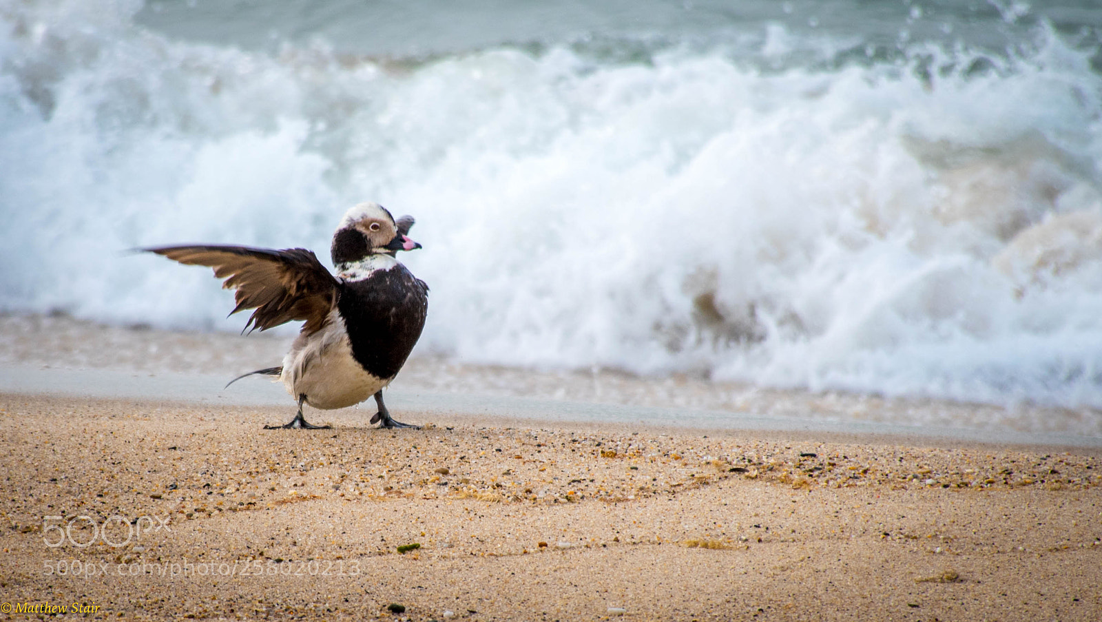 Nikon D5600 sample photo. Nantucket beach bird photography