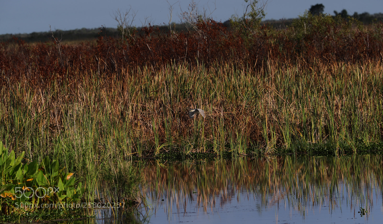 Canon EOS-1D X Mark II sample photo. 05-15-18-0017552.jpg photography