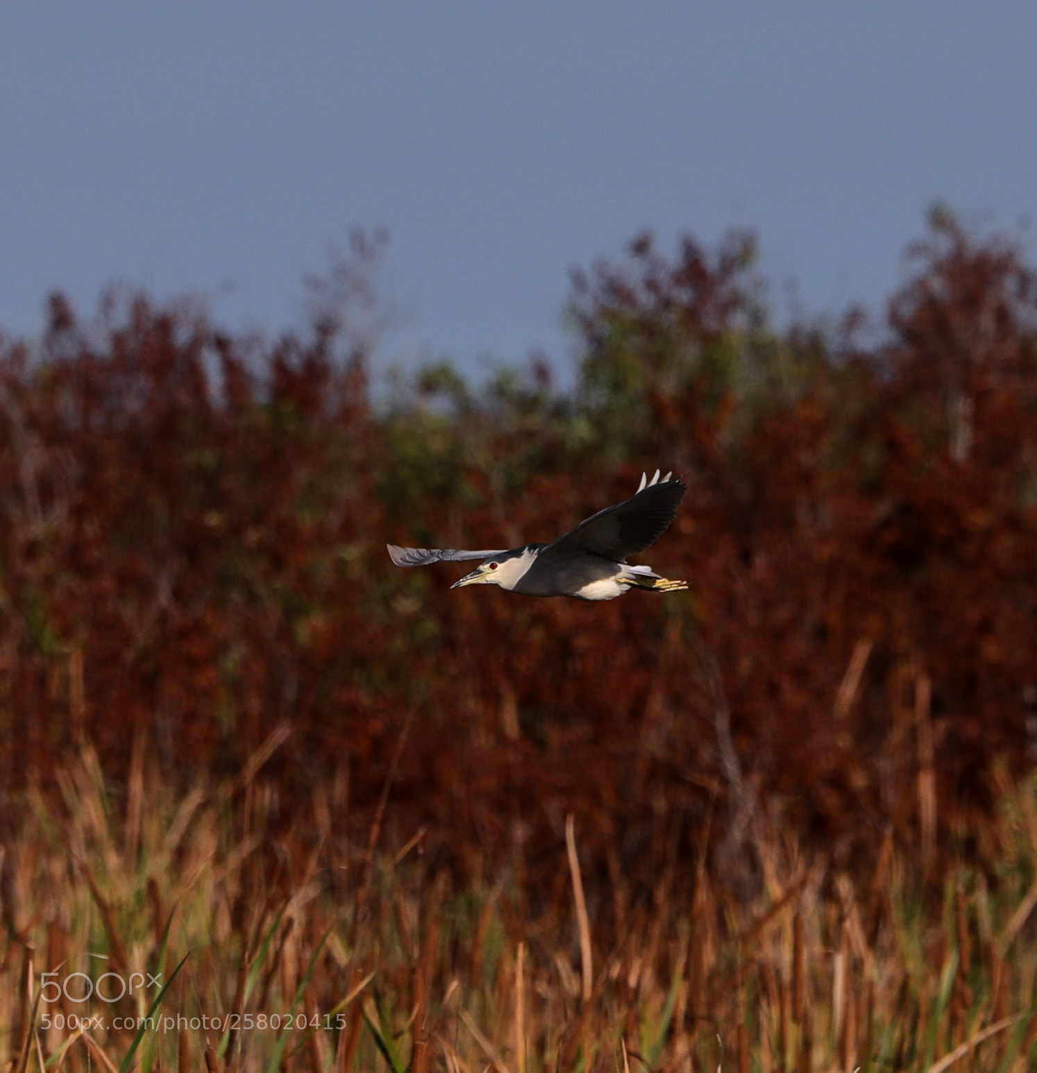 Canon EOS-1D X Mark II sample photo. 05-15-18-0017549.jpg photography