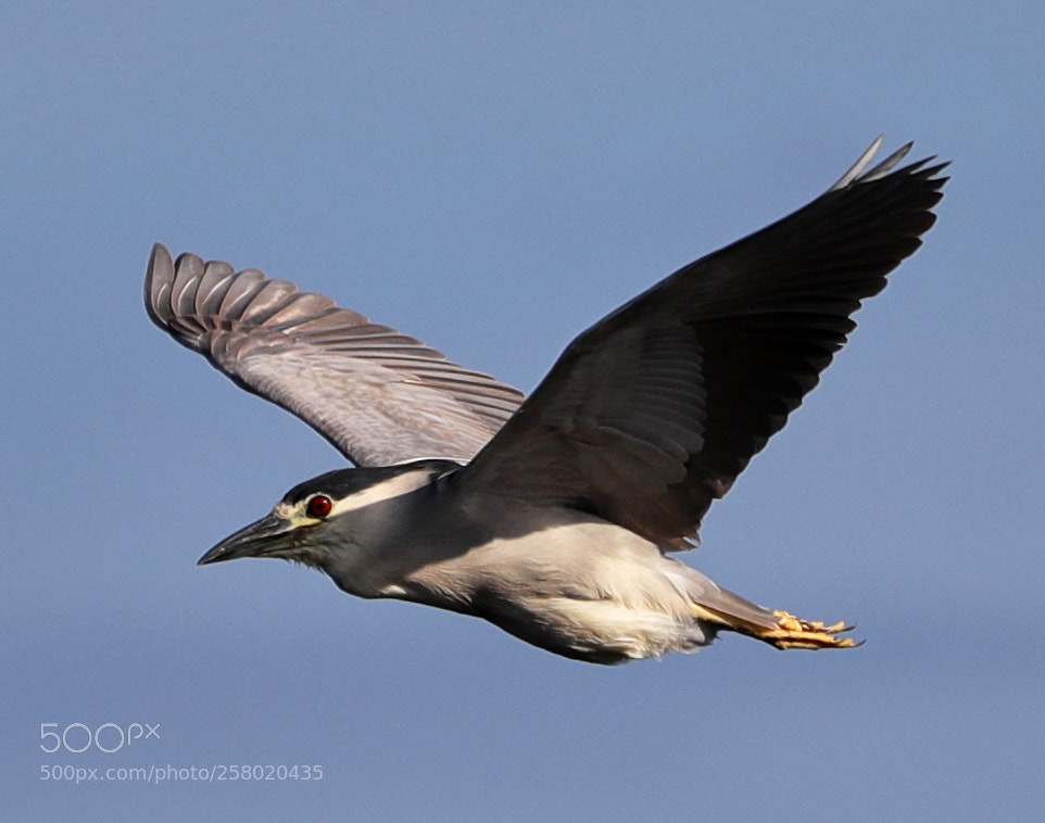 Canon EOS-1D X Mark II sample photo. 05-15-18-0017547.jpg photography