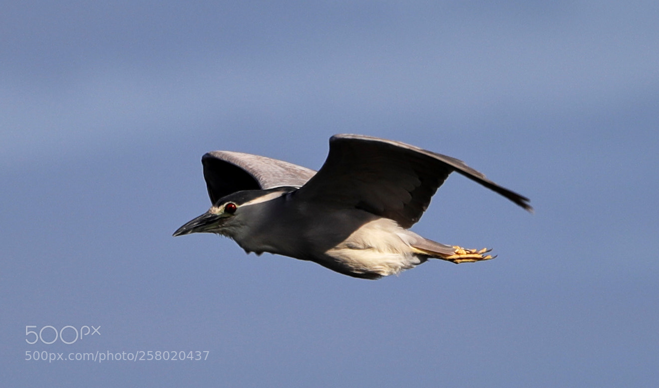 Canon EOS-1D X Mark II sample photo. 05-15-18-0017546.jpg photography