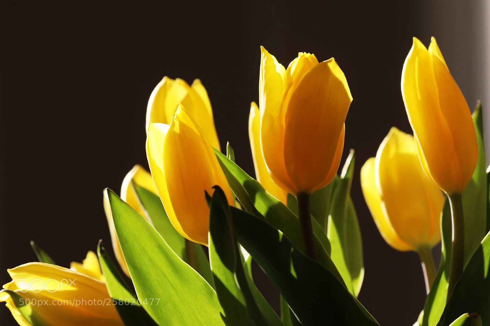 Canon EOS 5D Mark IV sample photo. Backlit tulips photography