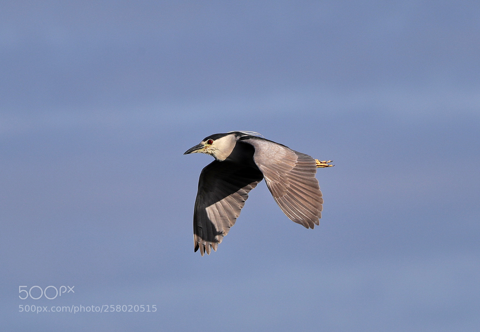 Canon EOS-1D X Mark II sample photo. 05-15-18-0017545.jpg photography