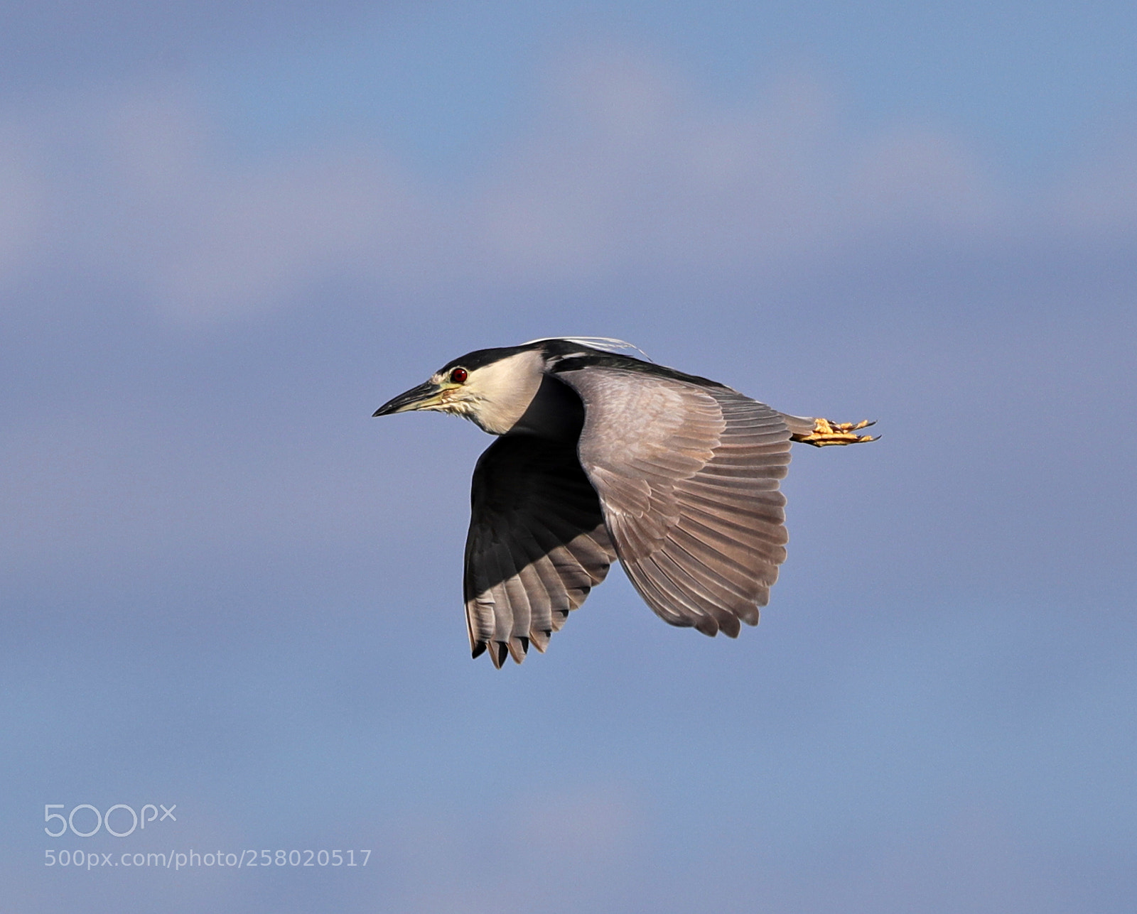 Canon EOS-1D X Mark II sample photo. 05-15-18-0017544.jpg photography